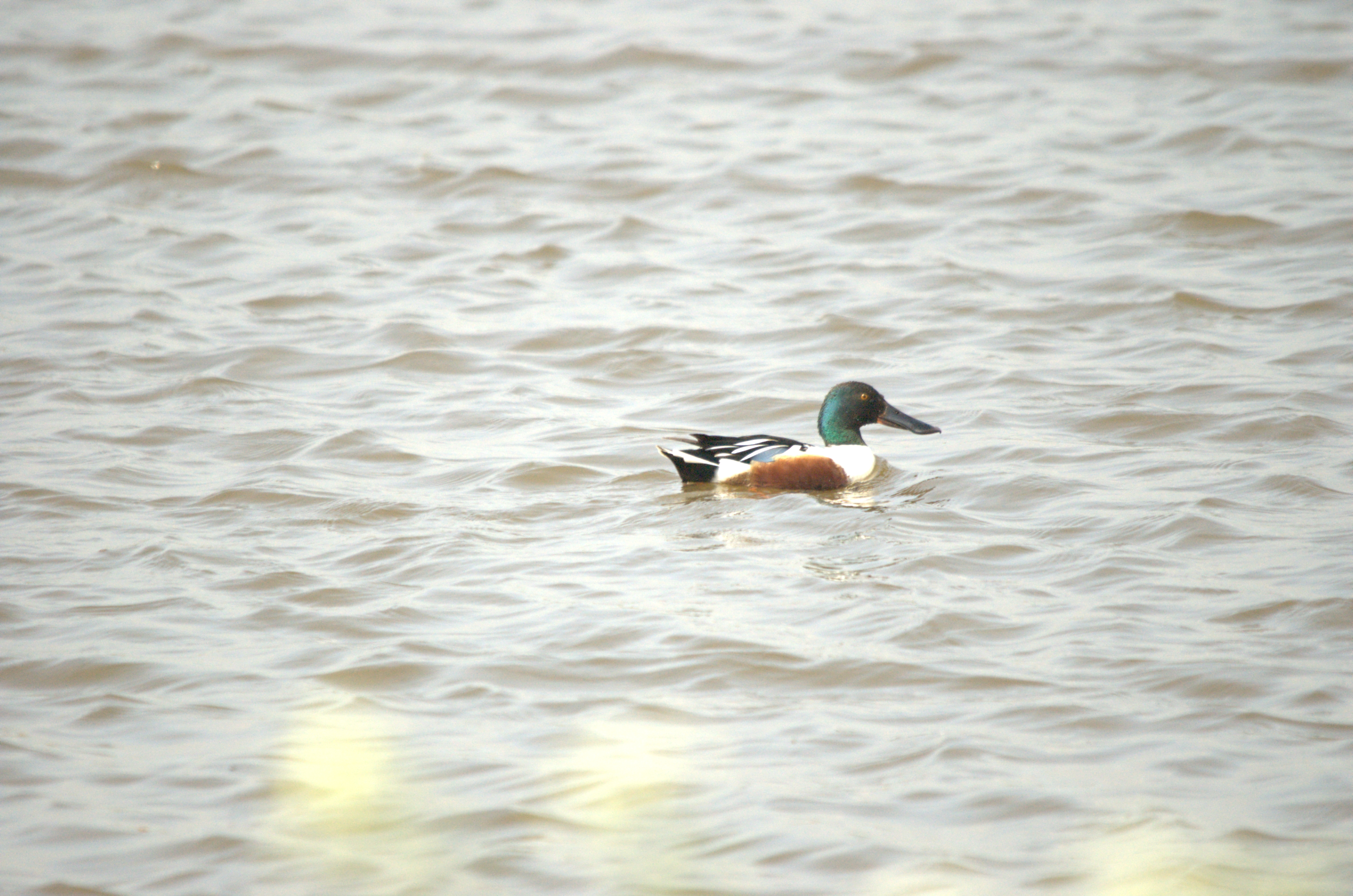 photos/wildlife/Bird_Species/029-Swans-Geese-Typical_ducks/0548-Northern_Shoveler/dsc_2207.jpg