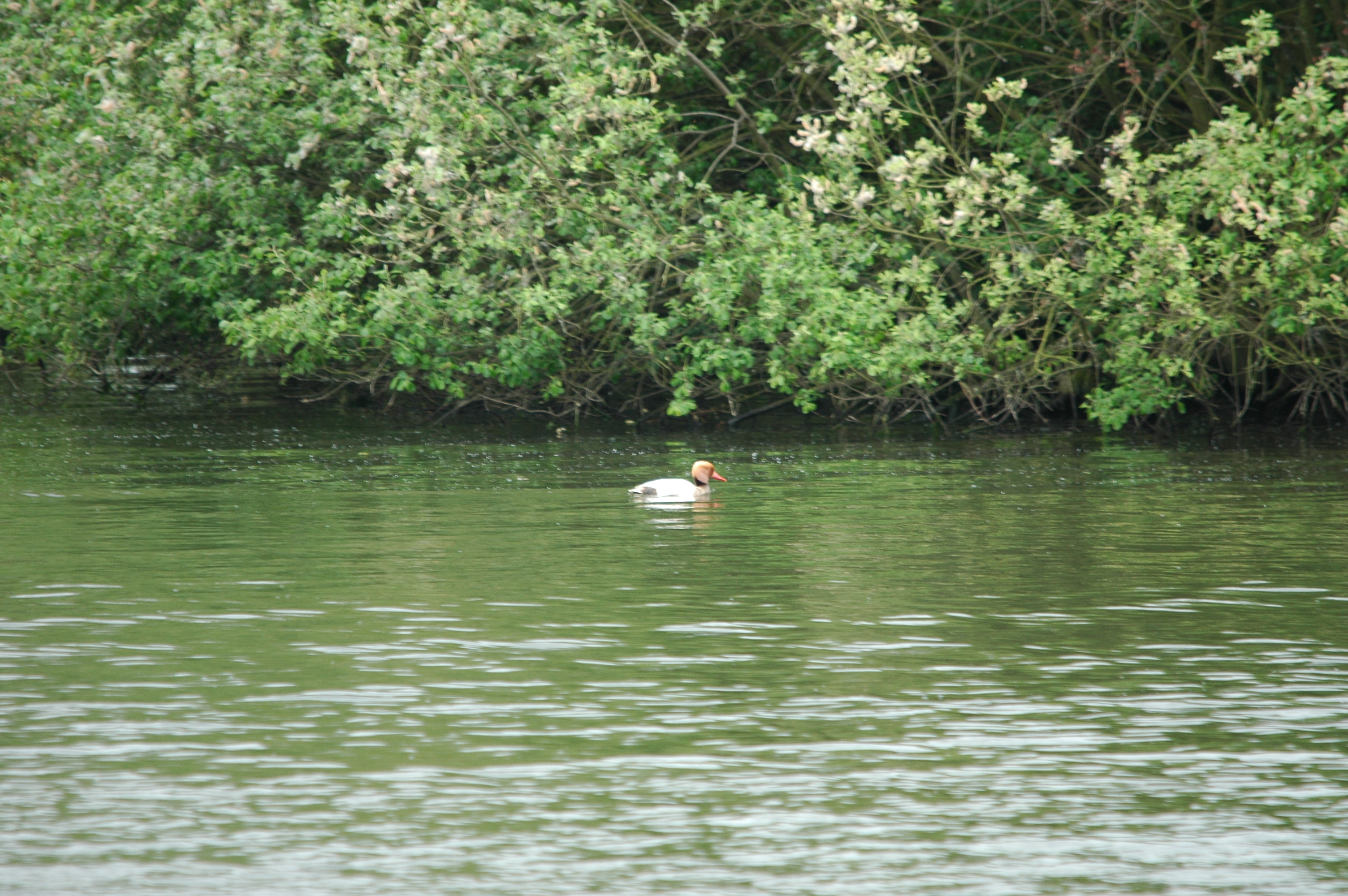 photos/wildlife/Bird_Species/029-Swans-Geese-Typical_ducks/0552-Red-crested_Pochard/DSC_5598.JPG
