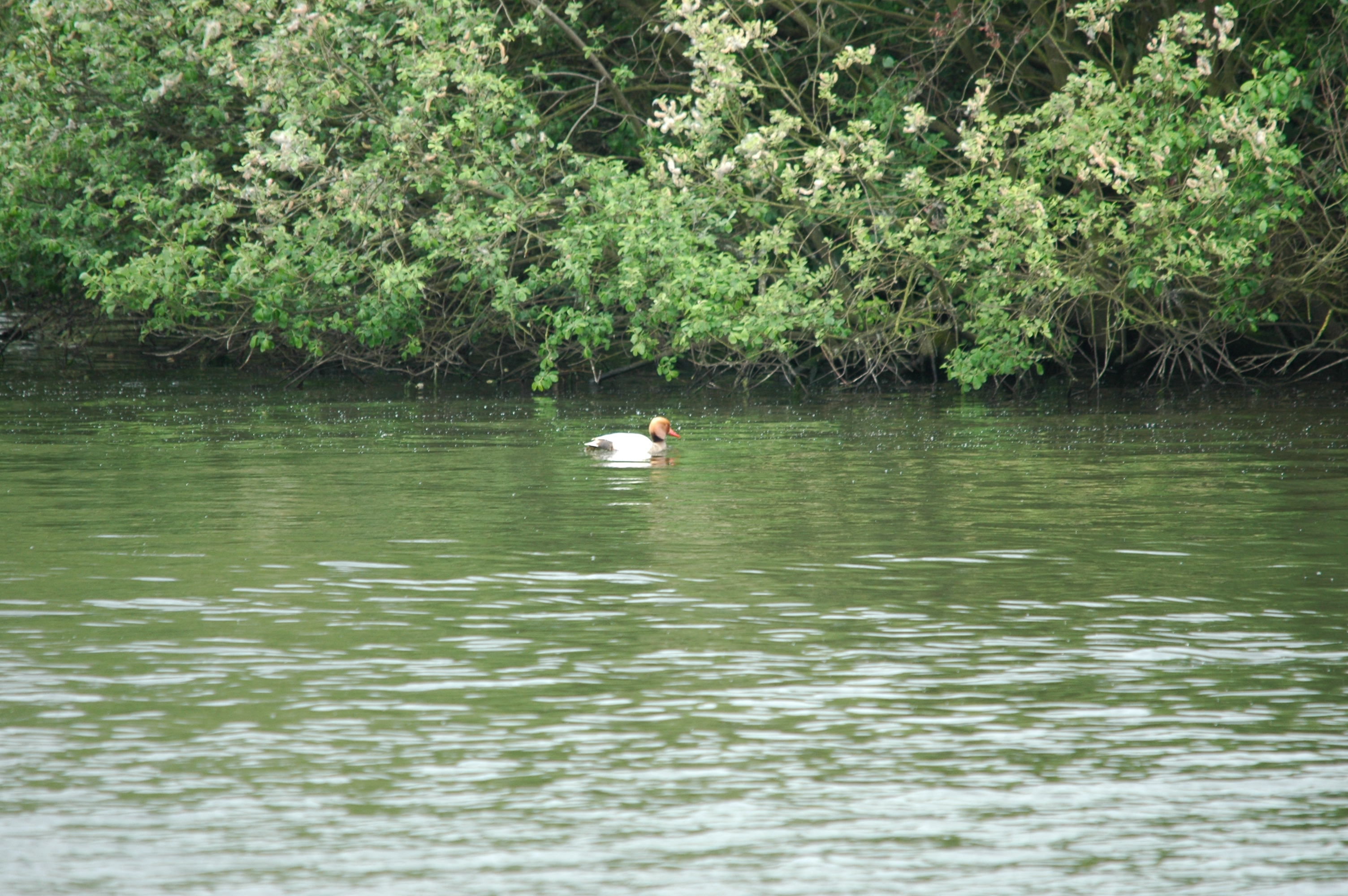 photos/wildlife/Bird_Species/029-Swans-Geese-Typical_ducks/0552-Red-crested_Pochard/DSC_5599.JPG
