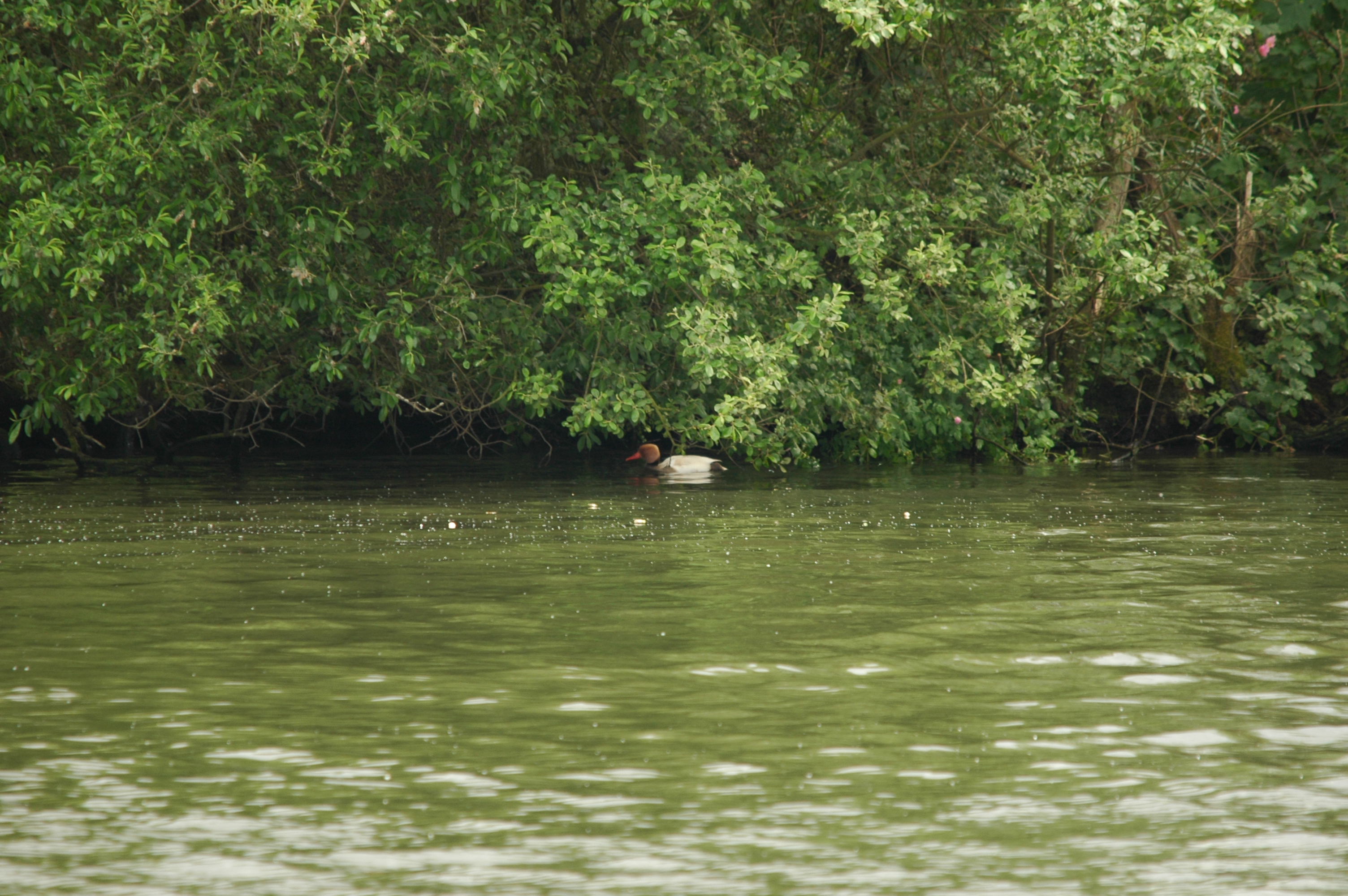 photos/wildlife/Bird_Species/029-Swans-Geese-Typical_ducks/0552-Red-crested_Pochard/DSC_5606.JPG