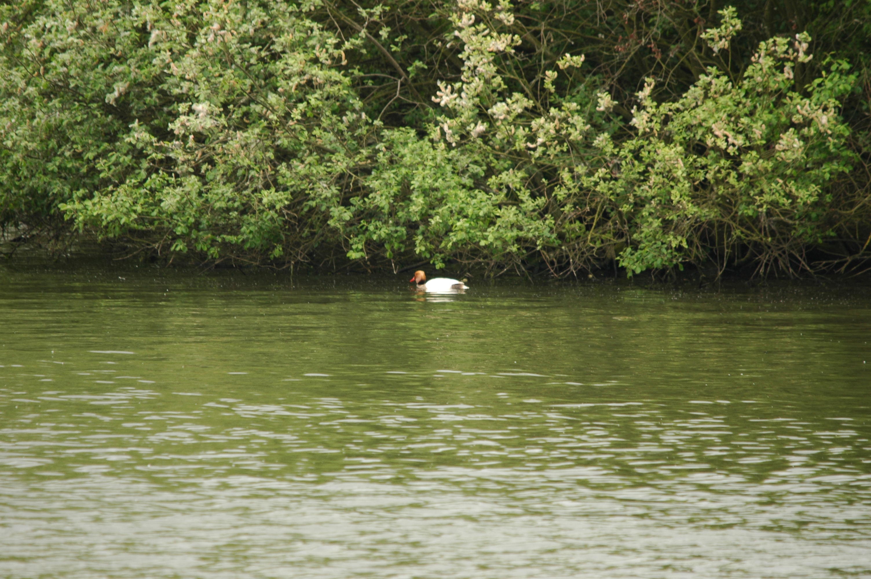 photos/wildlife/Bird_Species/029-Swans-Geese-Typical_ducks/0552-Red-crested_Pochard/DSC_5607.JPG
