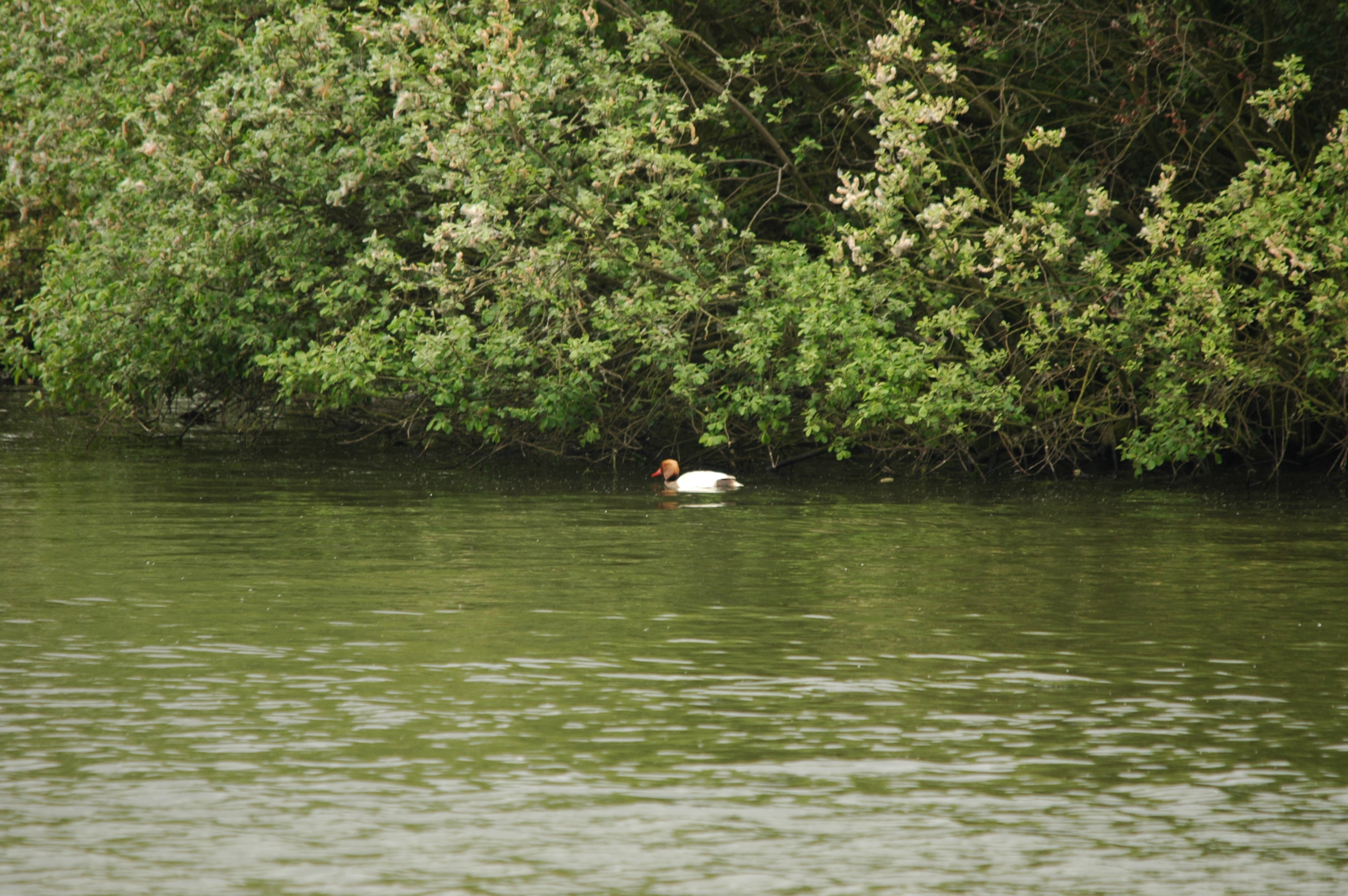 photos/wildlife/Bird_Species/029-Swans-Geese-Typical_ducks/0552-Red-crested_Pochard/DSC_5608.JPG