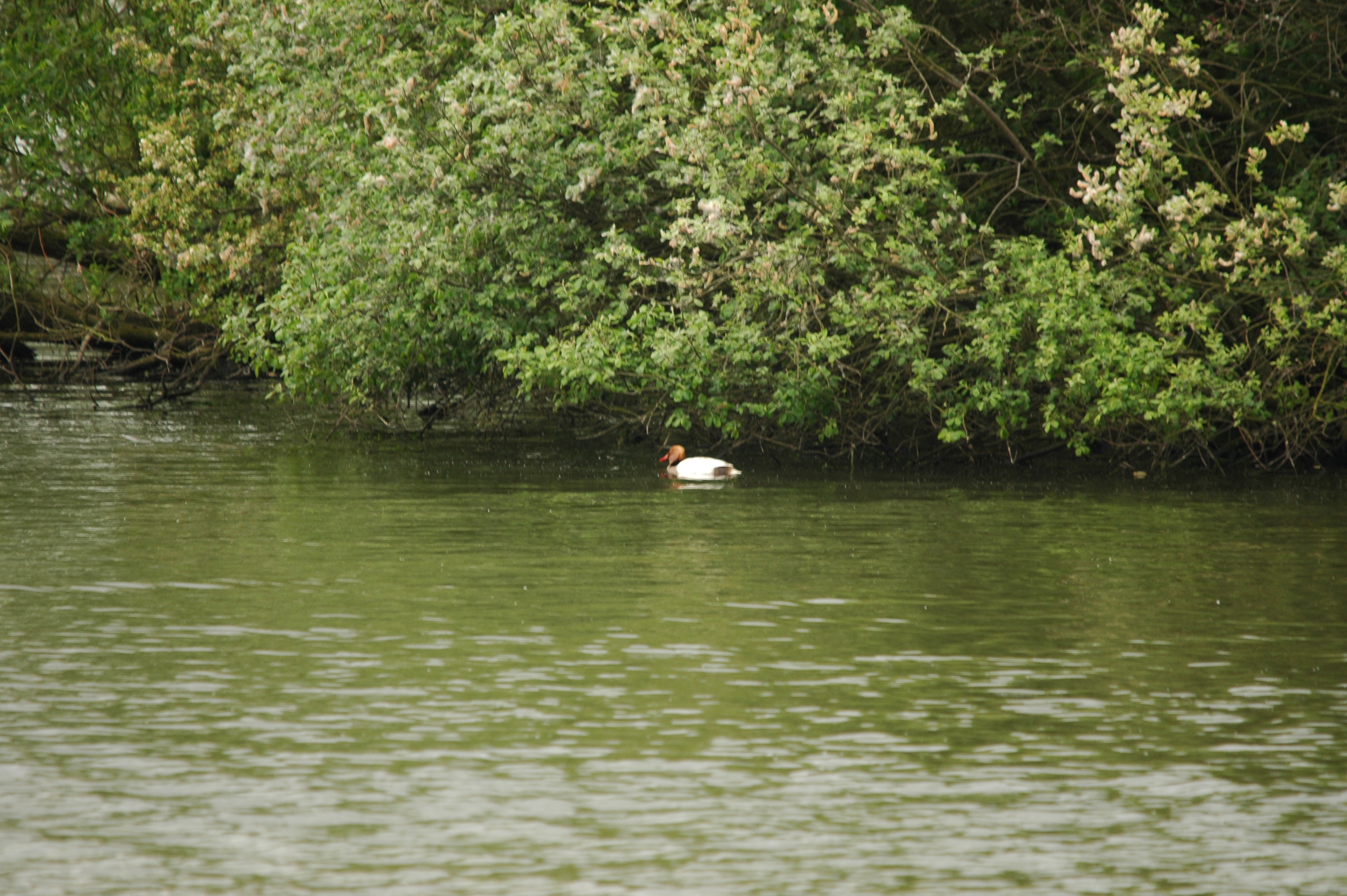 photos/wildlife/Bird_Species/029-Swans-Geese-Typical_ducks/0552-Red-crested_Pochard/DSC_5609.JPG