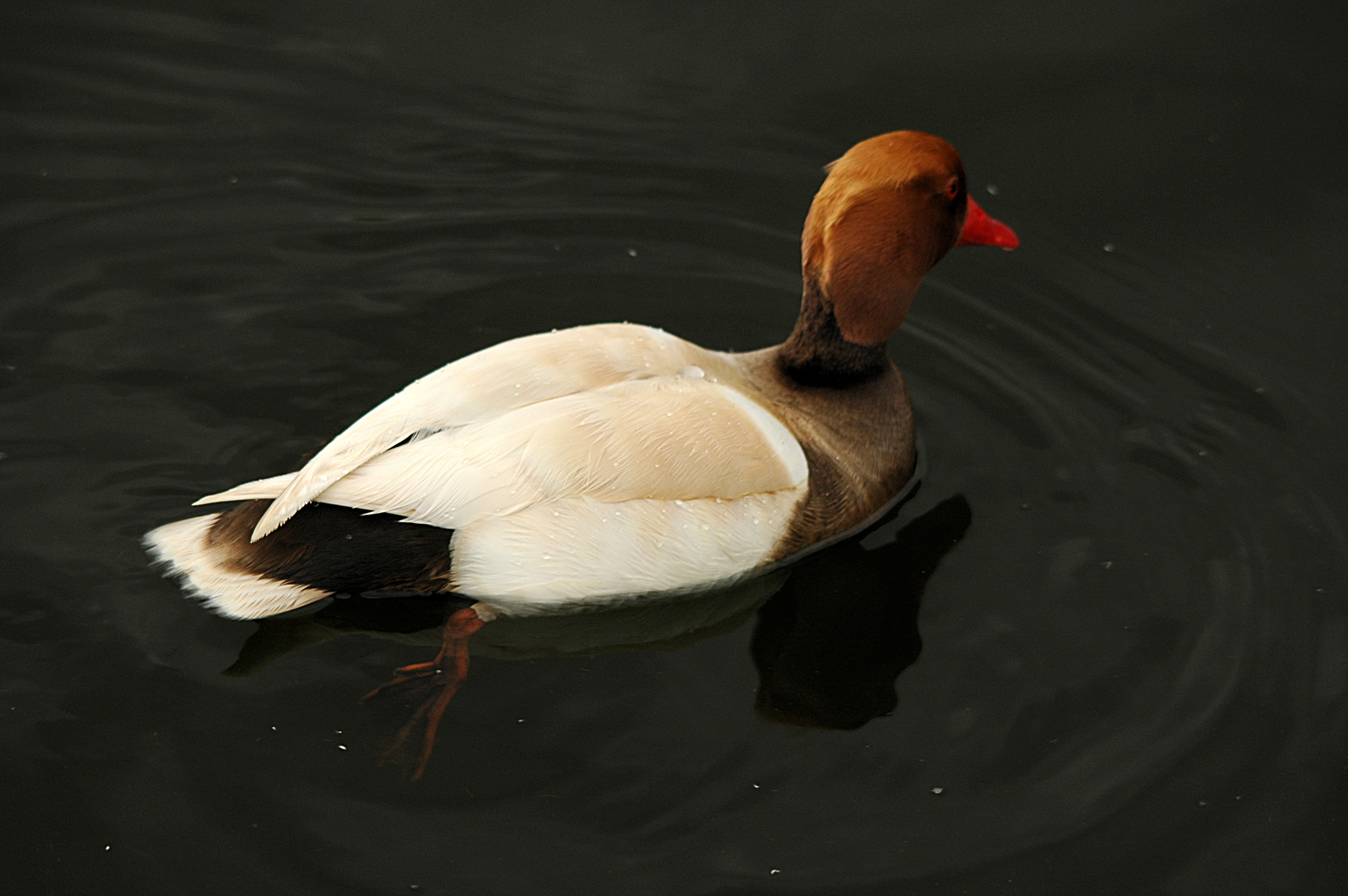 photos/wildlife/Bird_Species/029-Swans-Geese-Typical_ducks/0552-Red-crested_Pochard/DSC_5618.JPG
