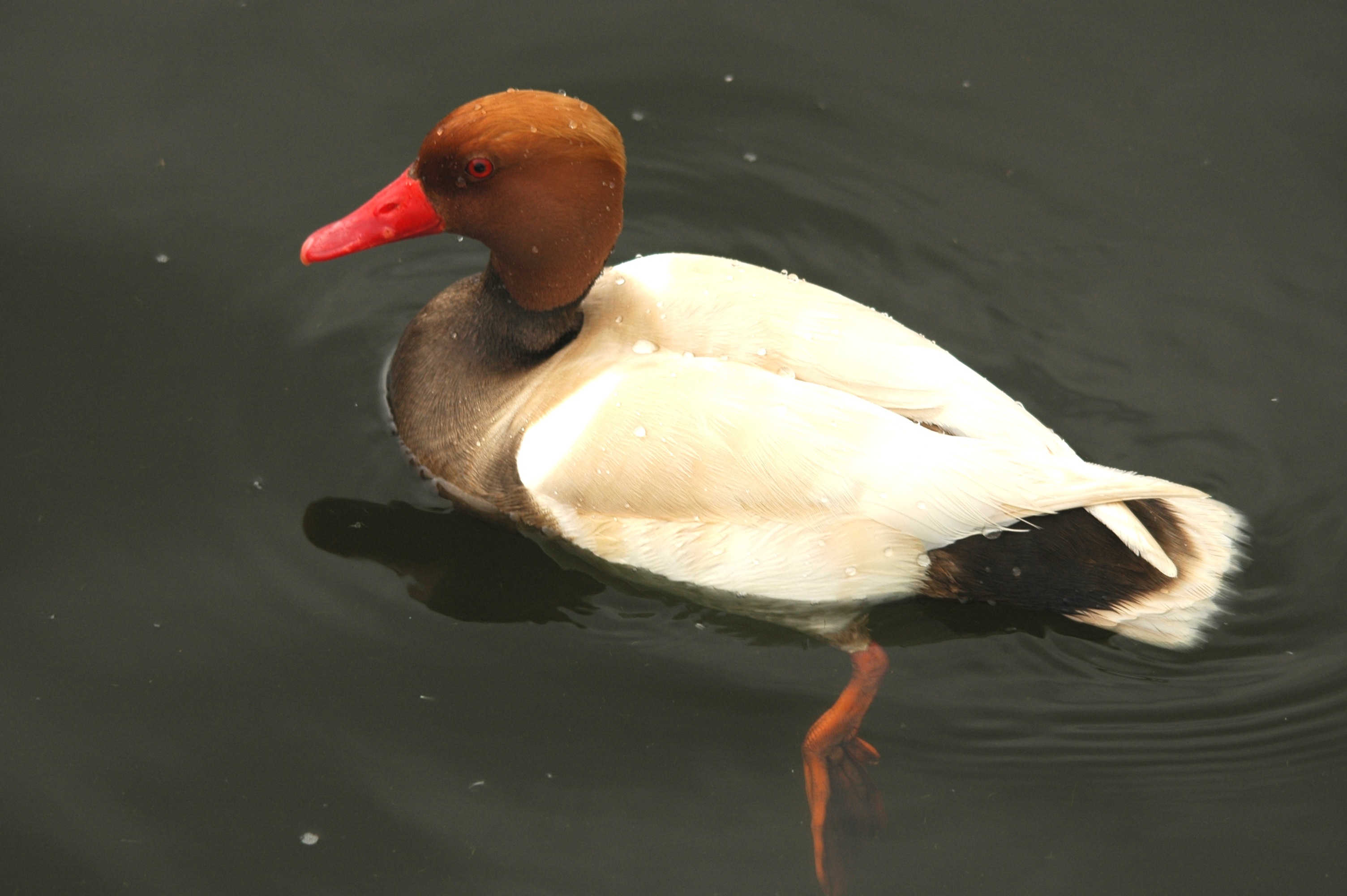 photos/wildlife/Bird_Species/029-Swans-Geese-Typical_ducks/0552-Red-crested_Pochard/DSC_5626.JPG