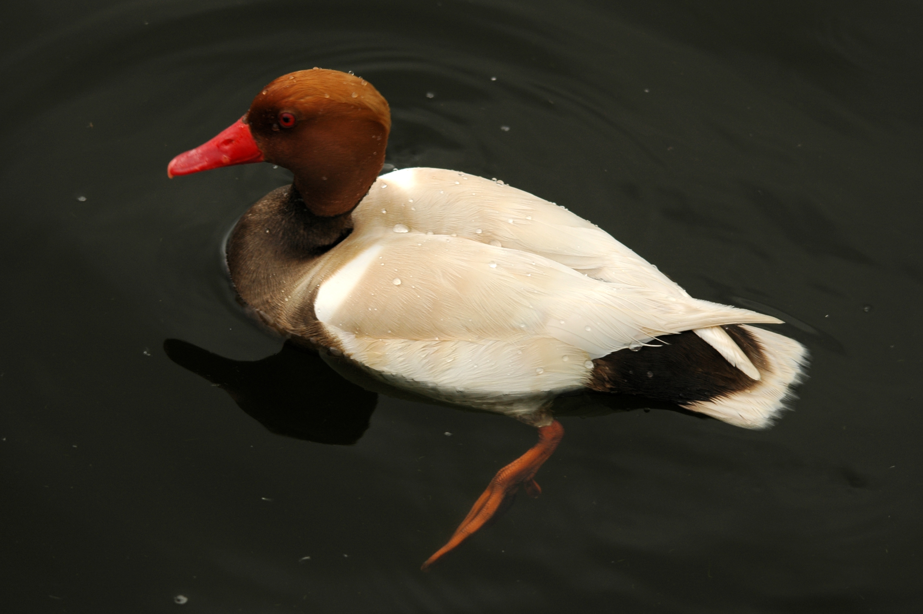 photos/wildlife/Bird_Species/029-Swans-Geese-Typical_ducks/0552-Red-crested_Pochard/DSC_5627.JPG