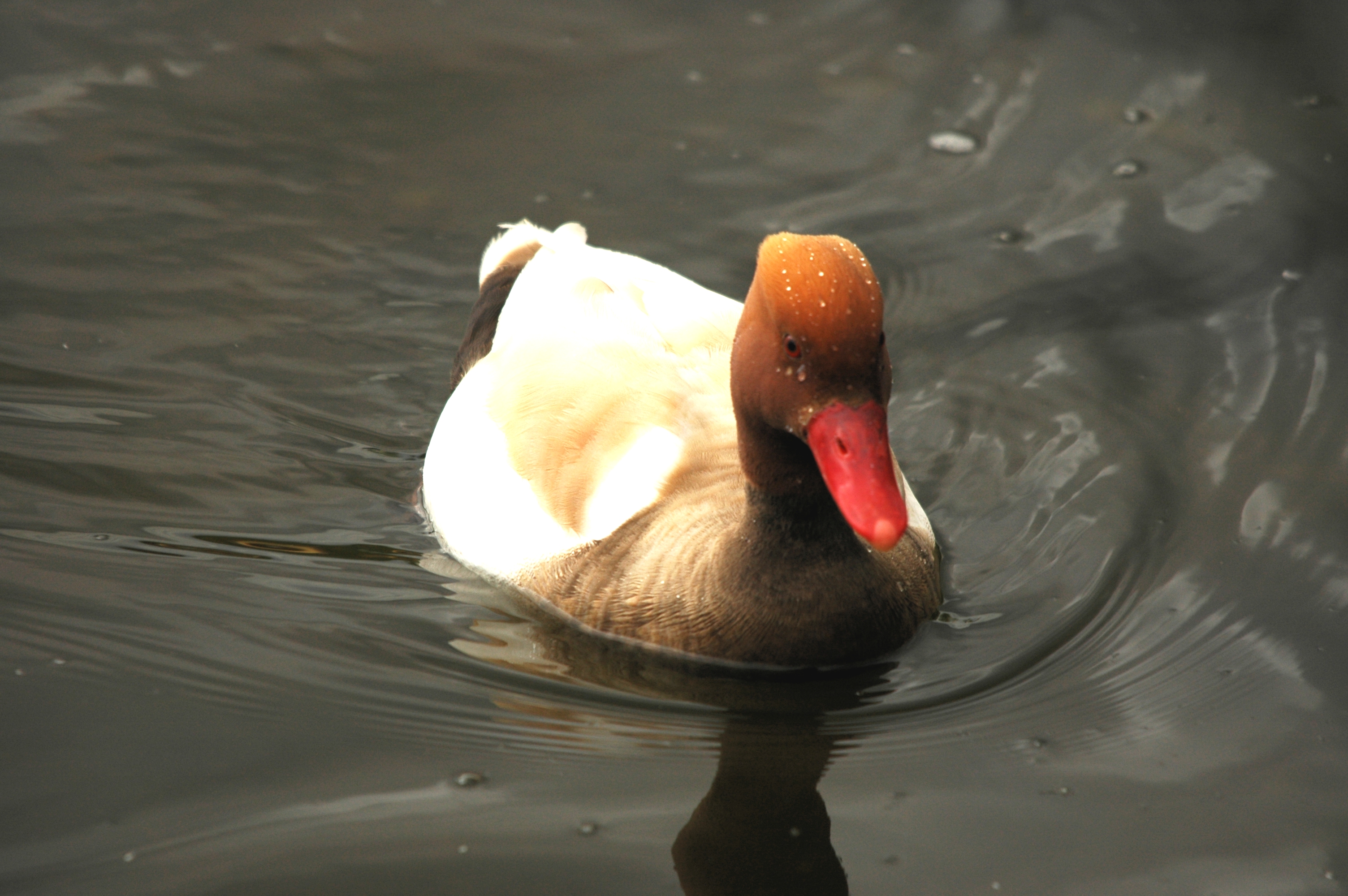 photos/wildlife/Bird_Species/029-Swans-Geese-Typical_ducks/0552-Red-crested_Pochard/DSC_5630.JPG