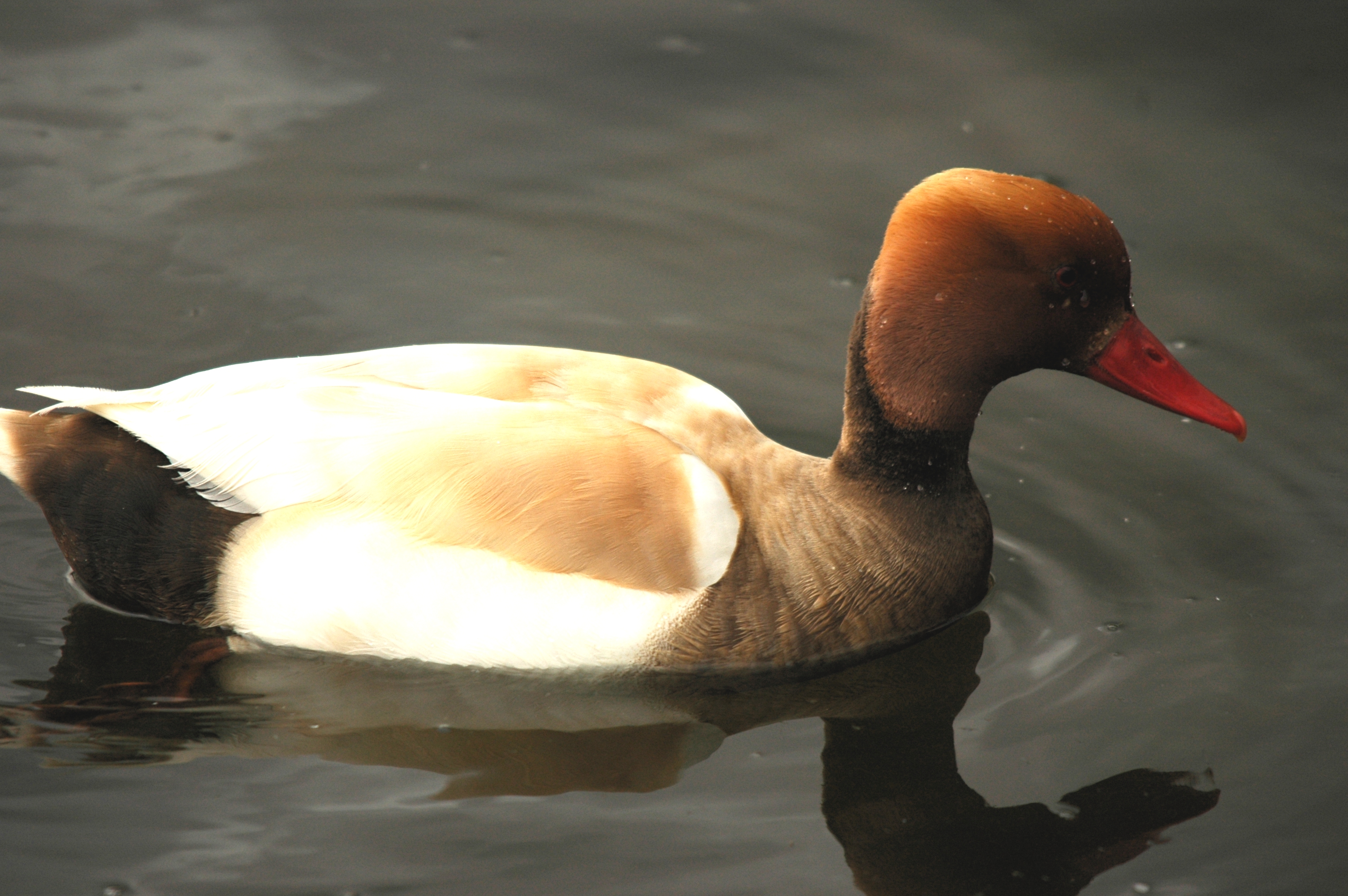 photos/wildlife/Bird_Species/029-Swans-Geese-Typical_ducks/0552-Red-crested_Pochard/DSC_5632.JPG