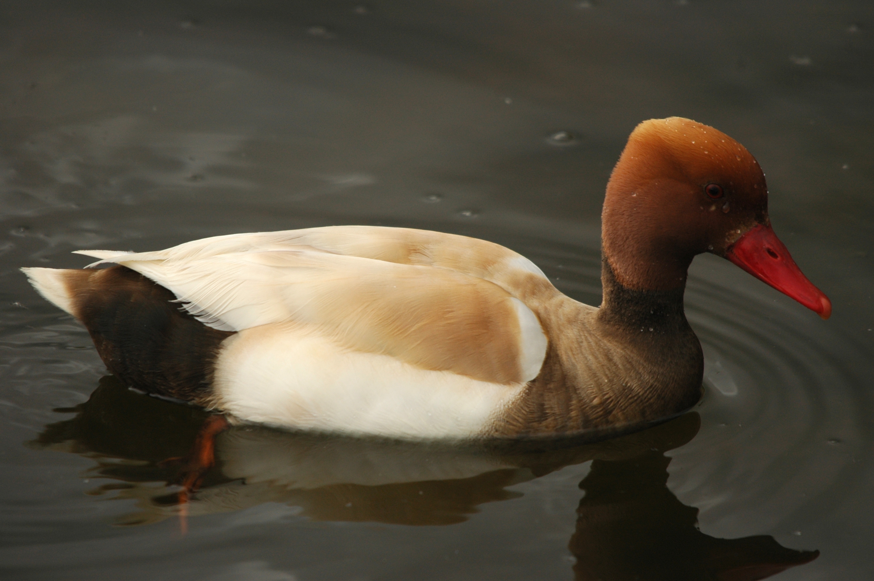 photos/wildlife/Bird_Species/029-Swans-Geese-Typical_ducks/0552-Red-crested_Pochard/DSC_5633.JPG