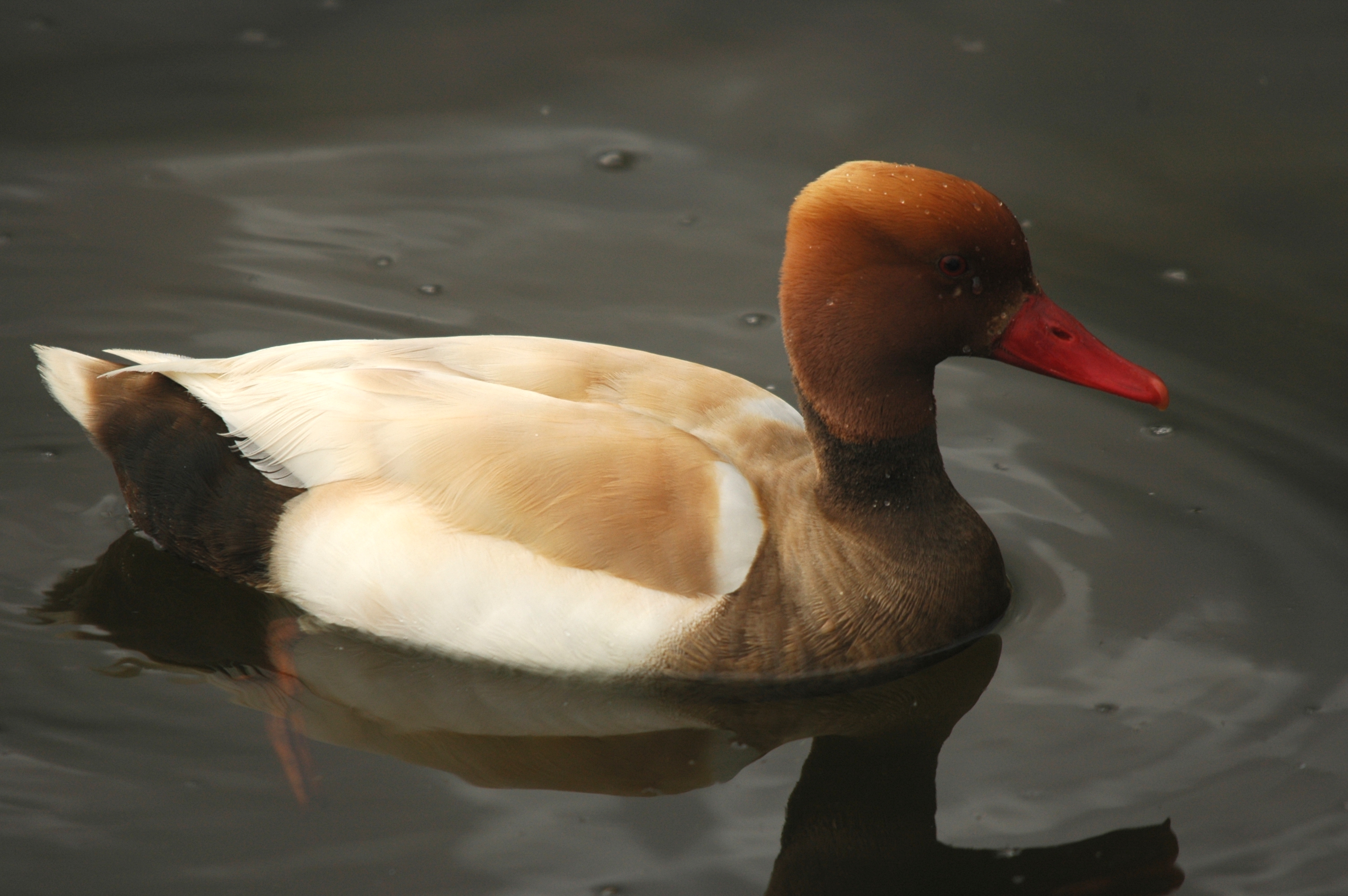 photos/wildlife/Bird_Species/029-Swans-Geese-Typical_ducks/0552-Red-crested_Pochard/DSC_5634.JPG