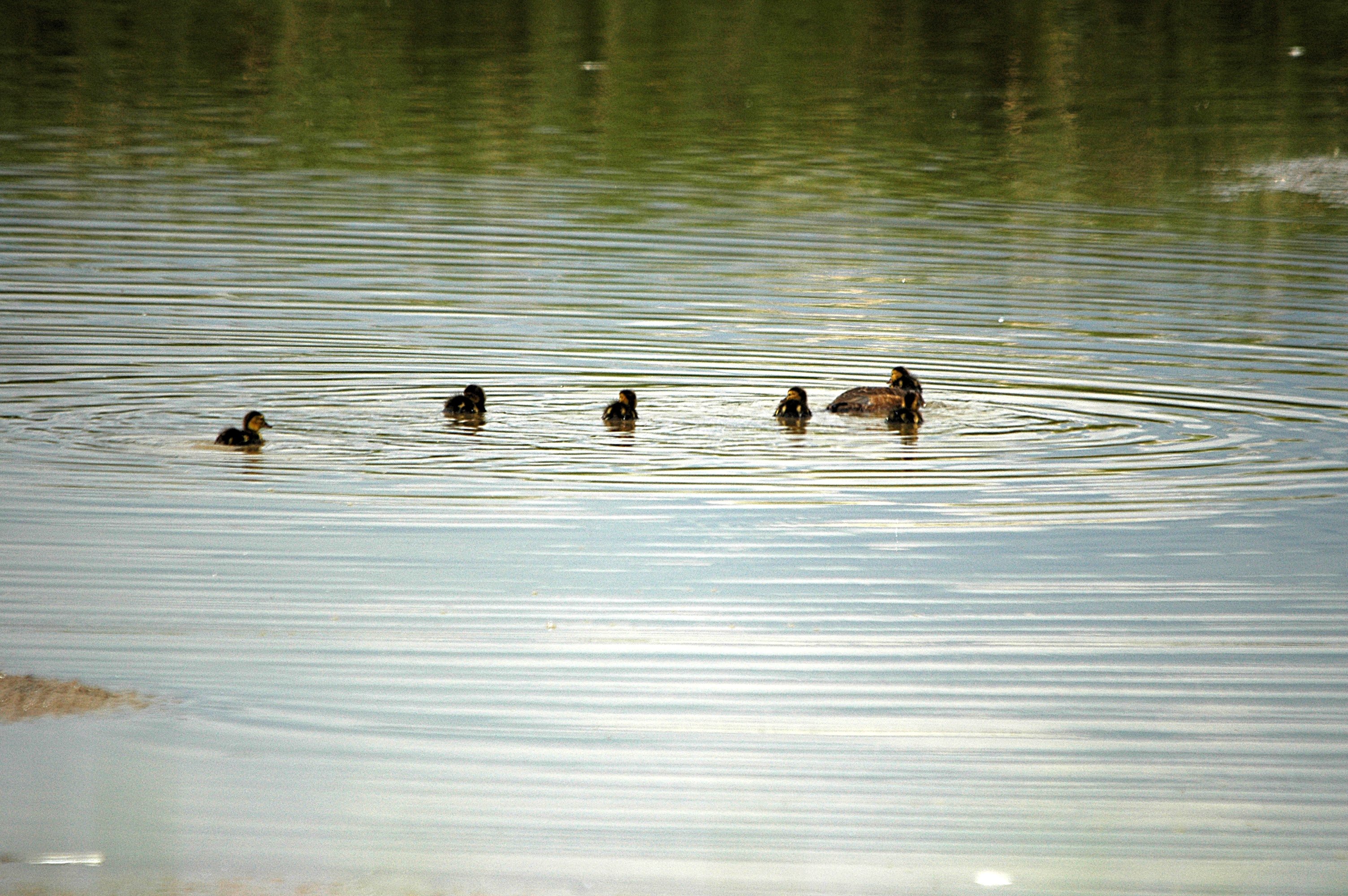 photos/wildlife/Bird_Species/029-Swans-Geese-Typical_ducks/0556-Pochard/DSC_6301.JPG