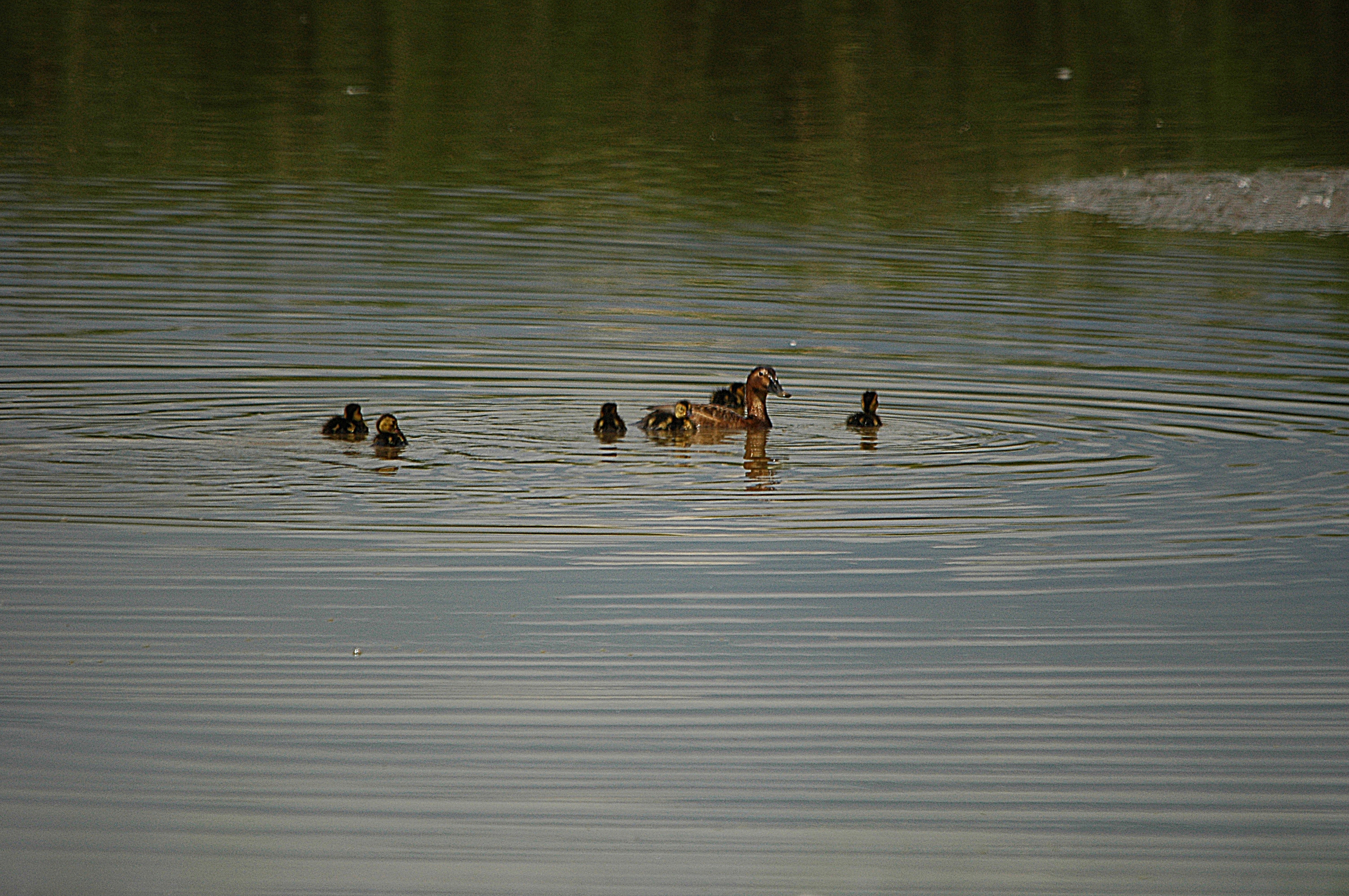 photos/wildlife/Bird_Species/029-Swans-Geese-Typical_ducks/0556-Pochard/DSC_6302.JPG