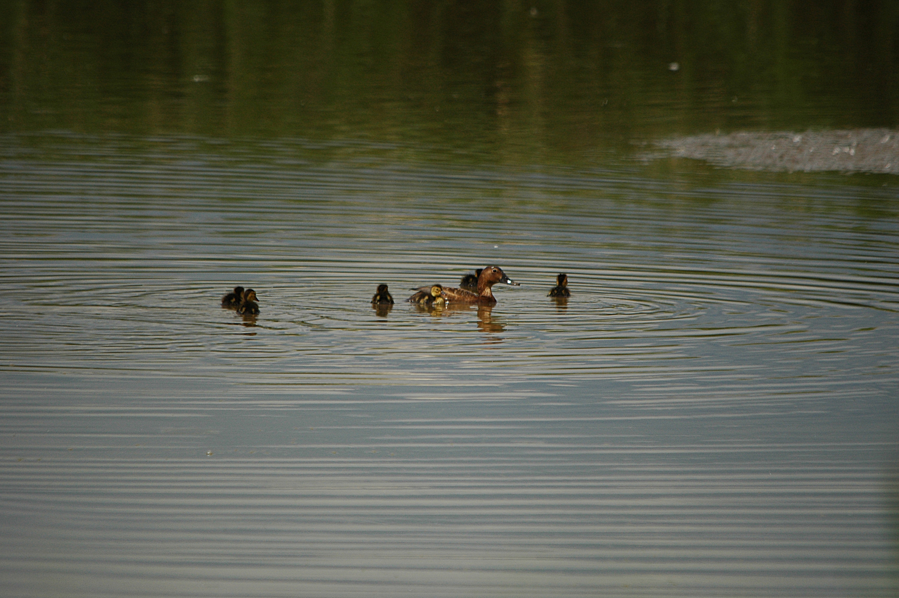 photos/wildlife/Bird_Species/029-Swans-Geese-Typical_ducks/0556-Pochard/DSC_6303.JPG