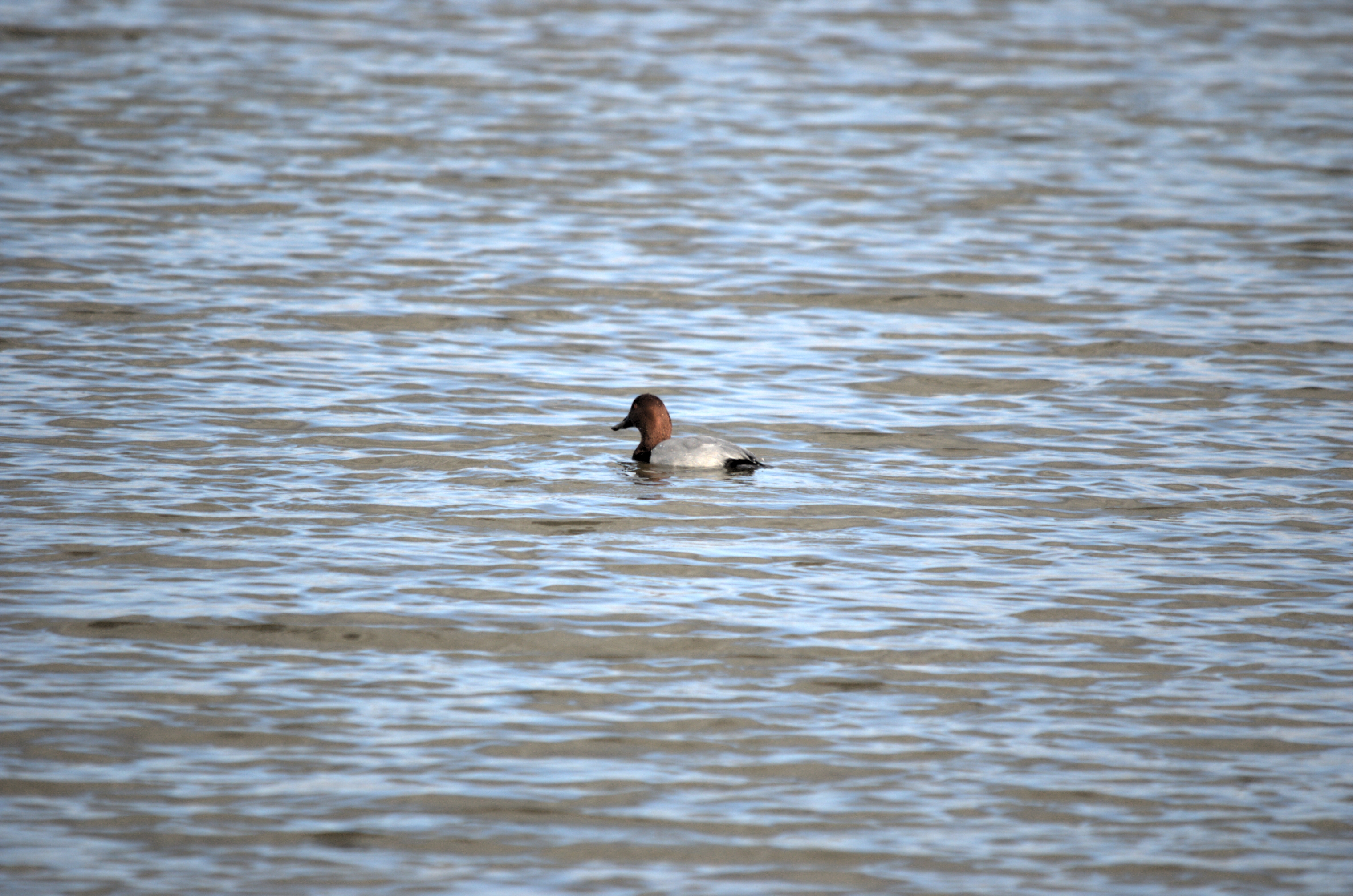 photos/wildlife/Bird_Species/029-Swans-Geese-Typical_ducks/0556-Pochard/dsc_1984.jpeg