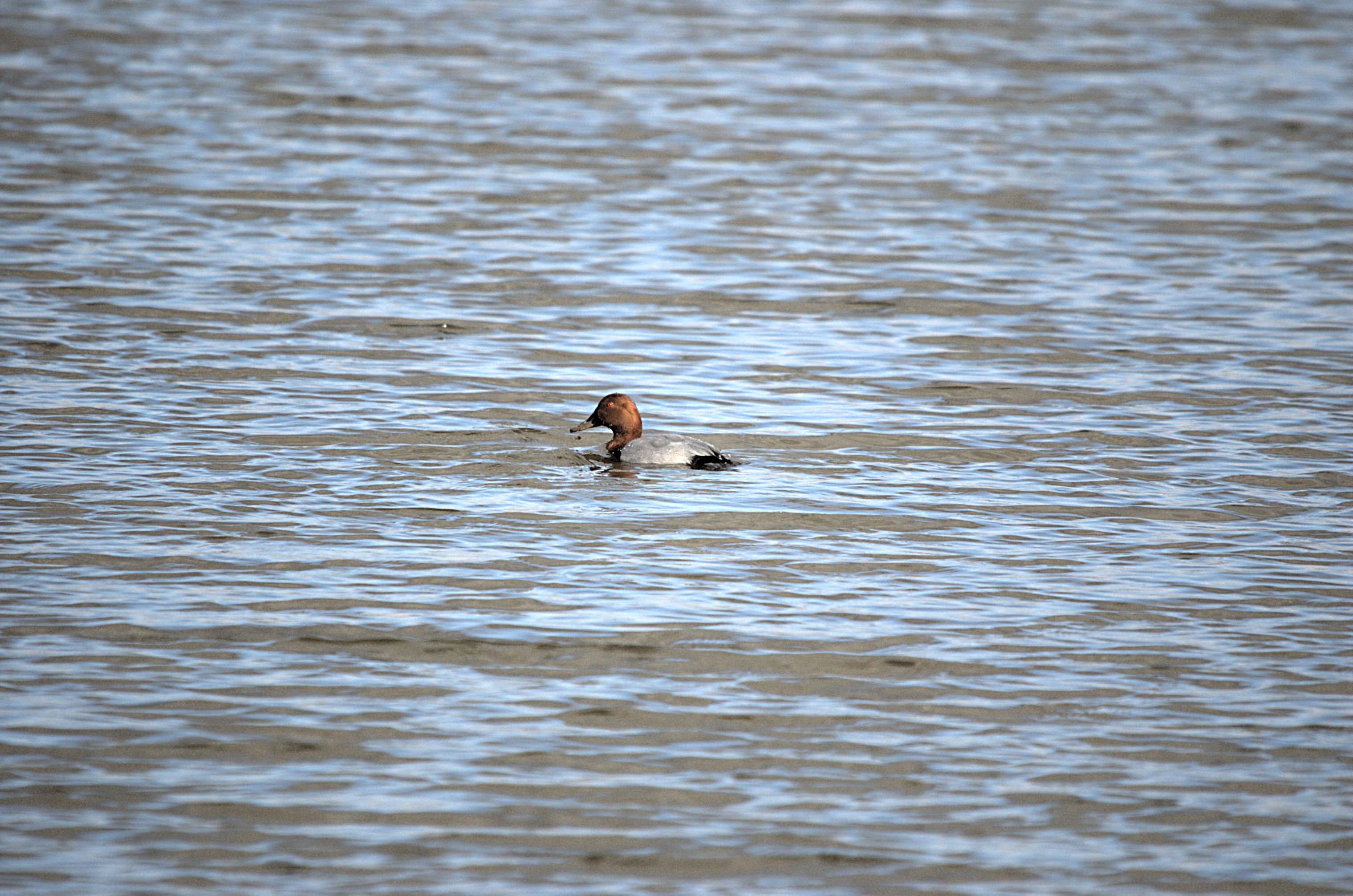 photos/wildlife/Bird_Species/029-Swans-Geese-Typical_ducks/0556-Pochard/dsc_1985.jpeg