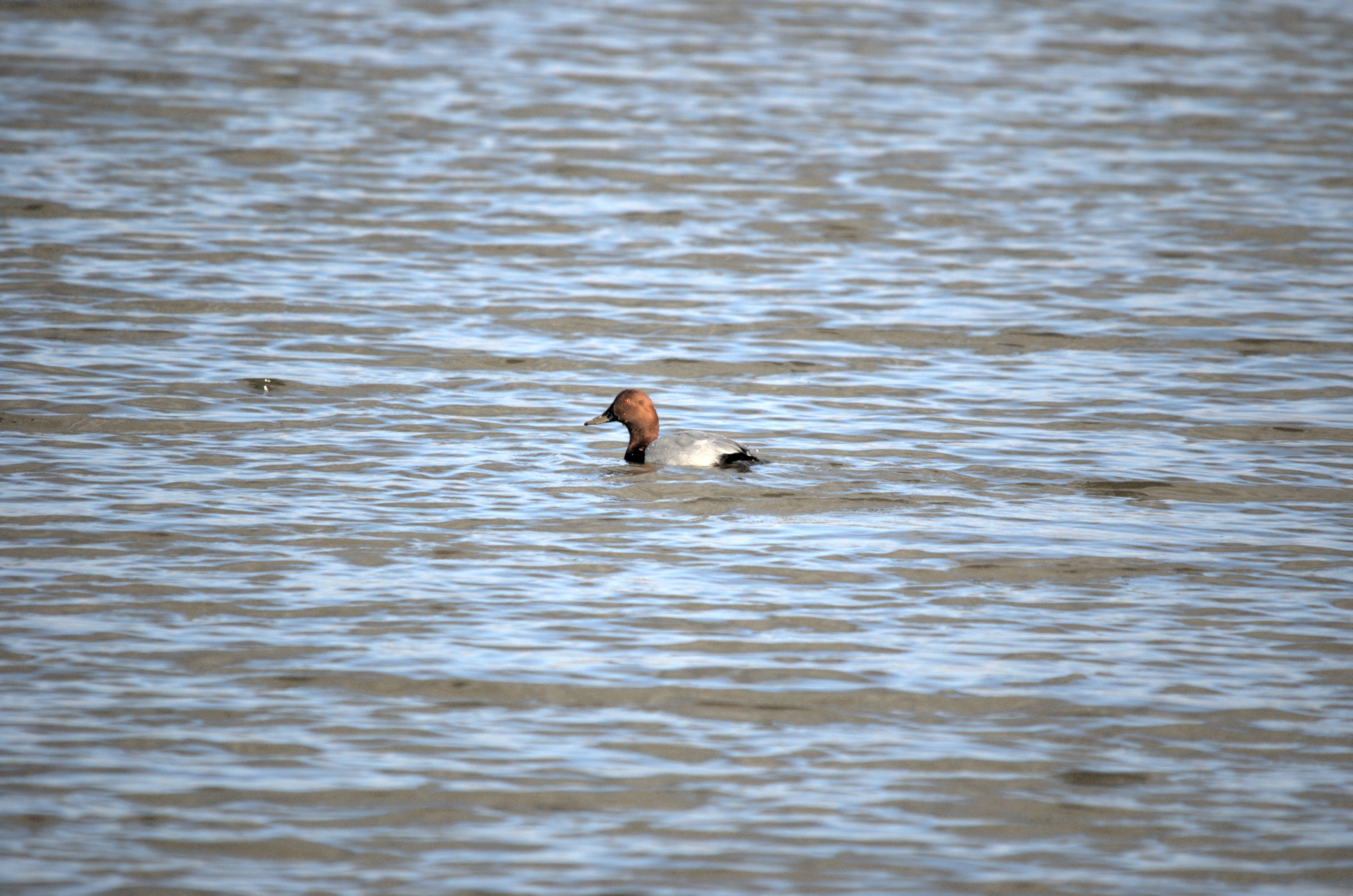 photos/wildlife/Bird_Species/029-Swans-Geese-Typical_ducks/0556-Pochard/dsc_1986.jpeg