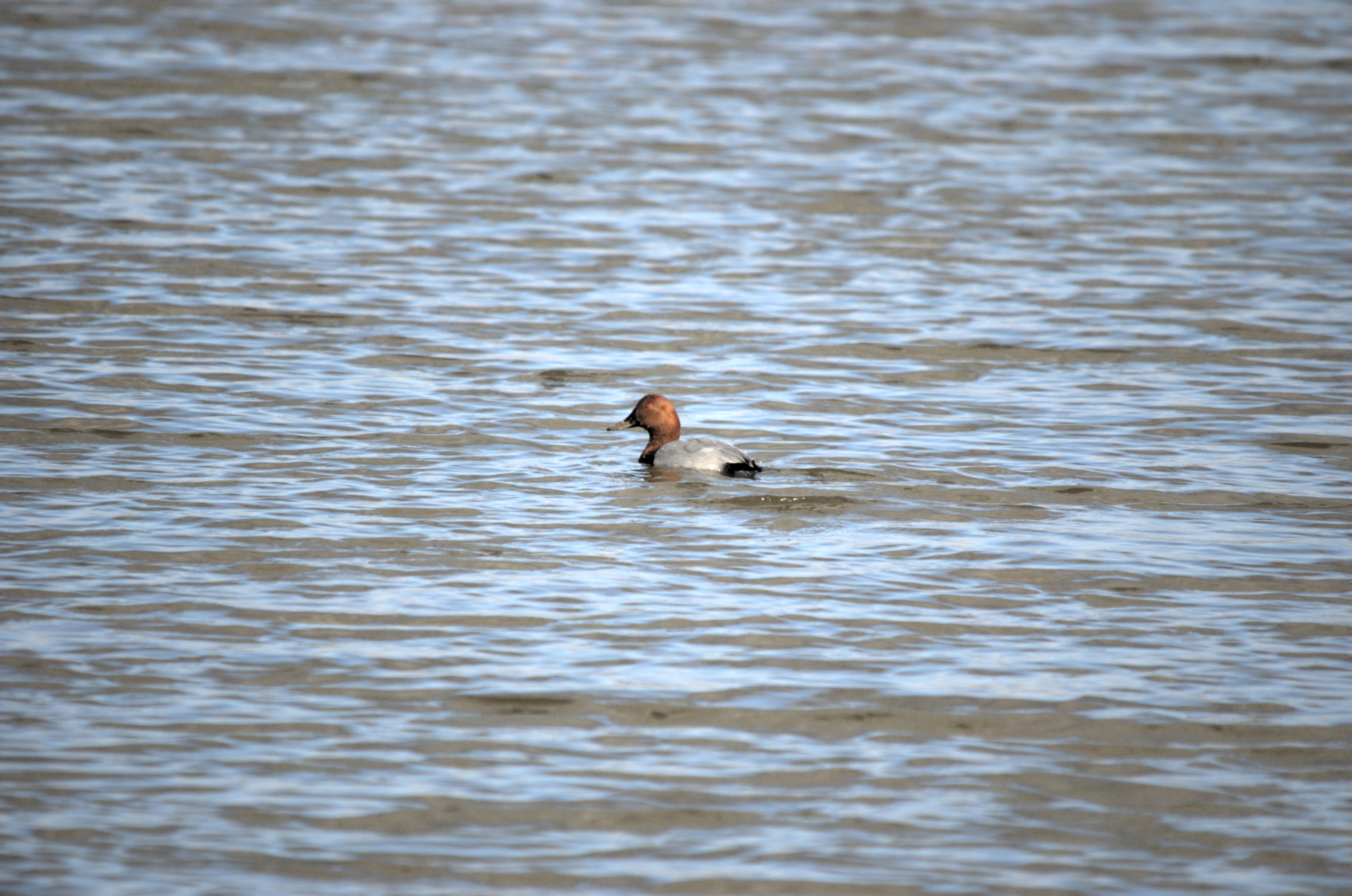 photos/wildlife/Bird_Species/029-Swans-Geese-Typical_ducks/0556-Pochard/dsc_1987.jpeg