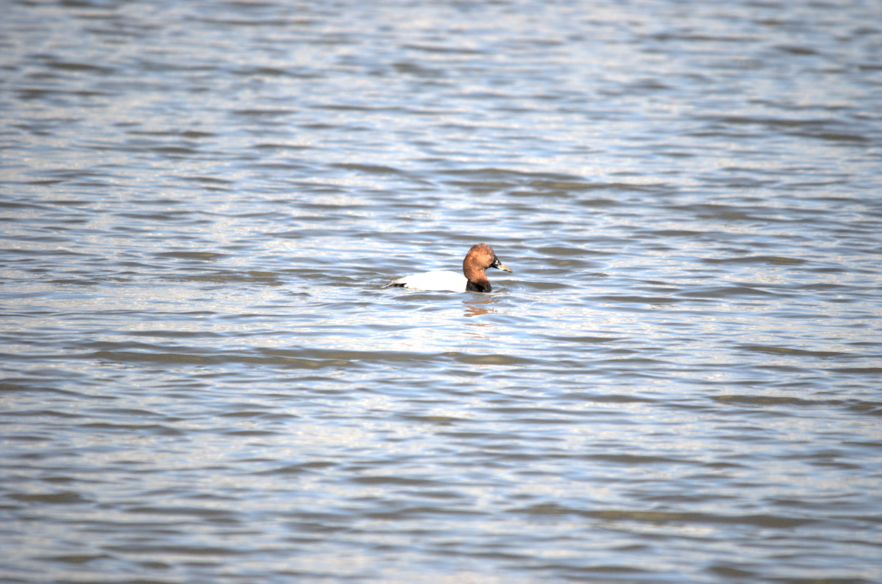 photos/wildlife/Bird_Species/029-Swans-Geese-Typical_ducks/0556-Pochard/dsc_1990.jpeg