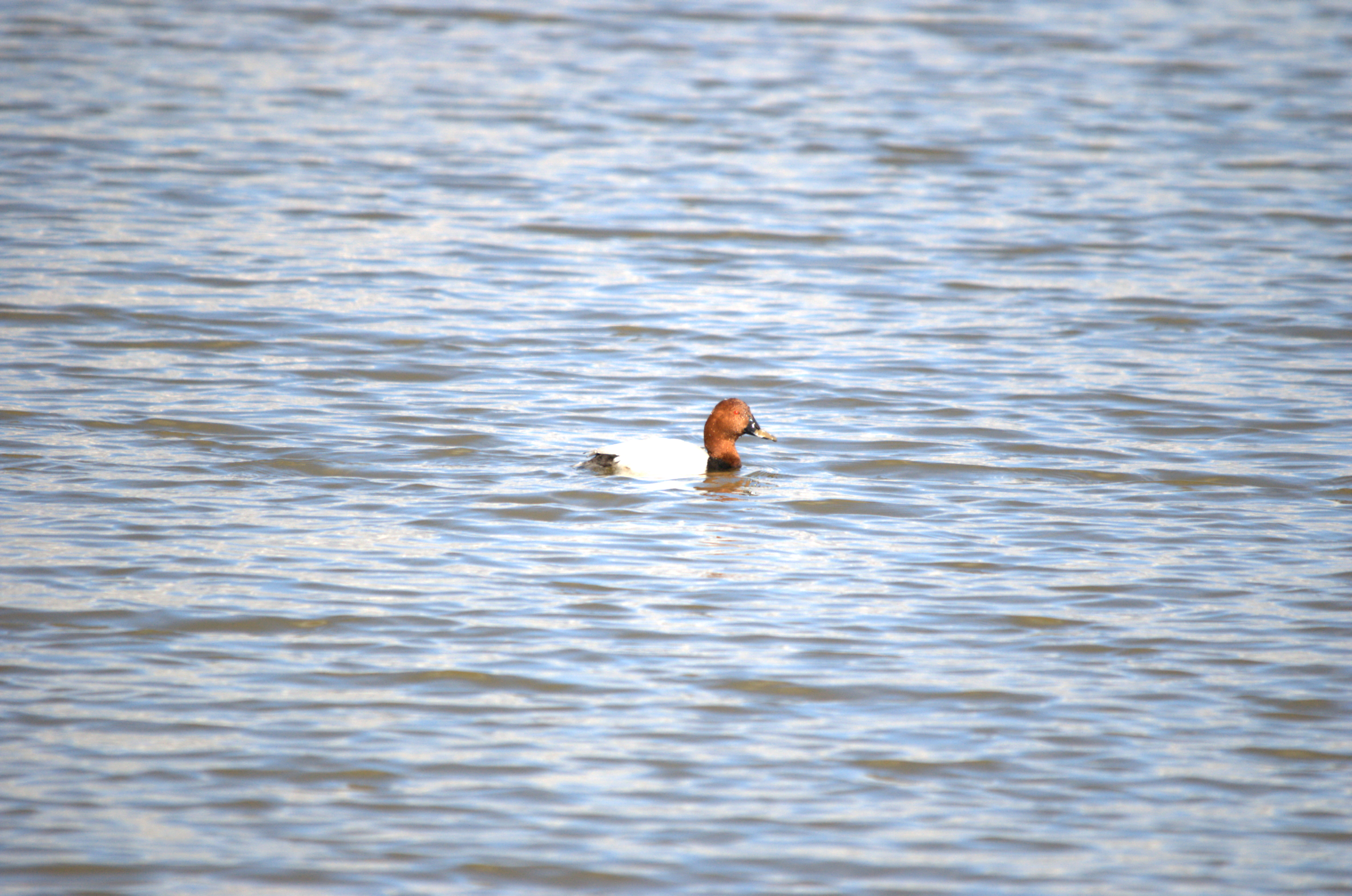 photos/wildlife/Bird_Species/029-Swans-Geese-Typical_ducks/0556-Pochard/dsc_1991.jpeg