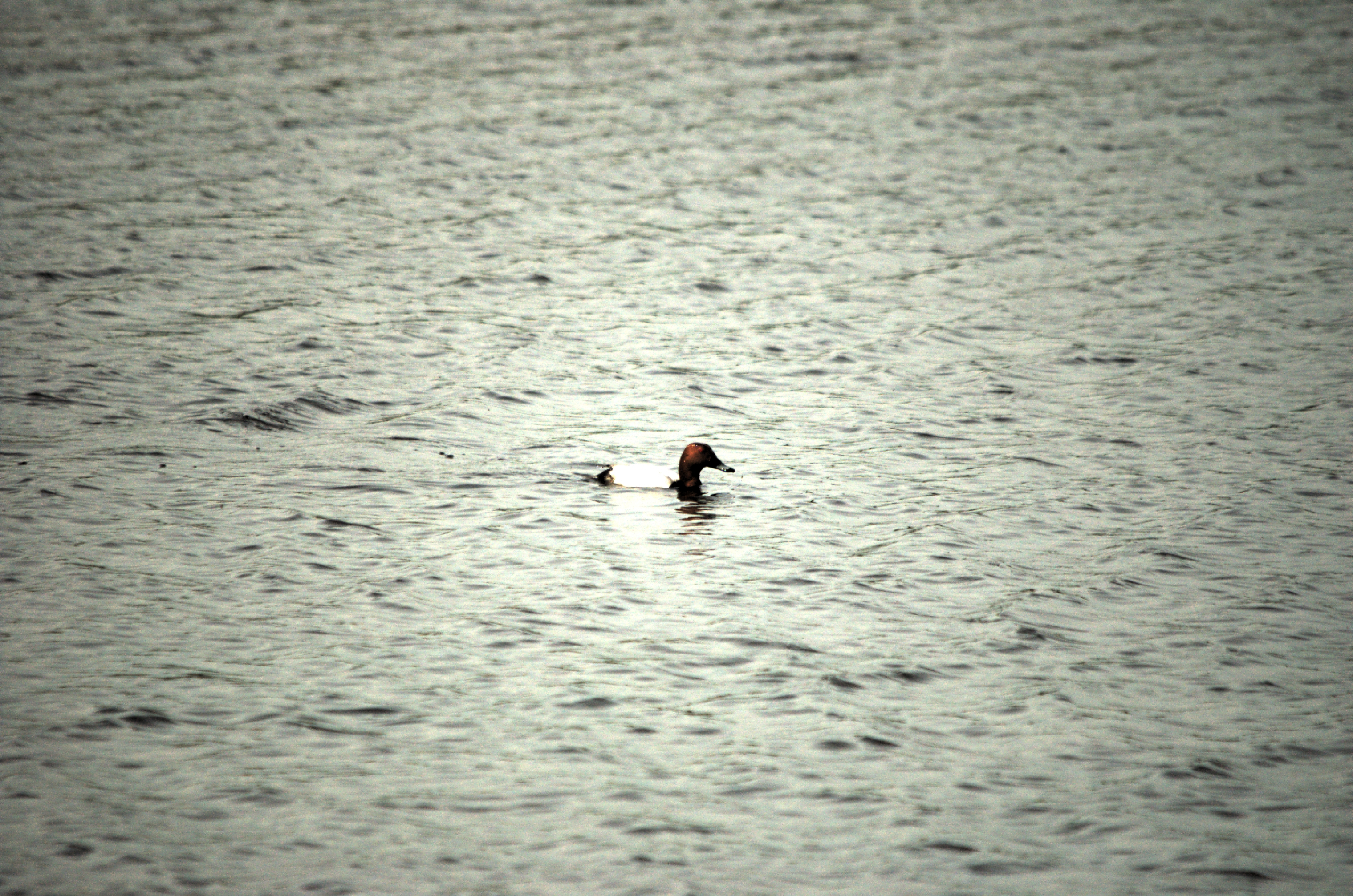 photos/wildlife/Bird_Species/029-Swans-Geese-Typical_ducks/0556-Pochard/dsc_2224.jpg