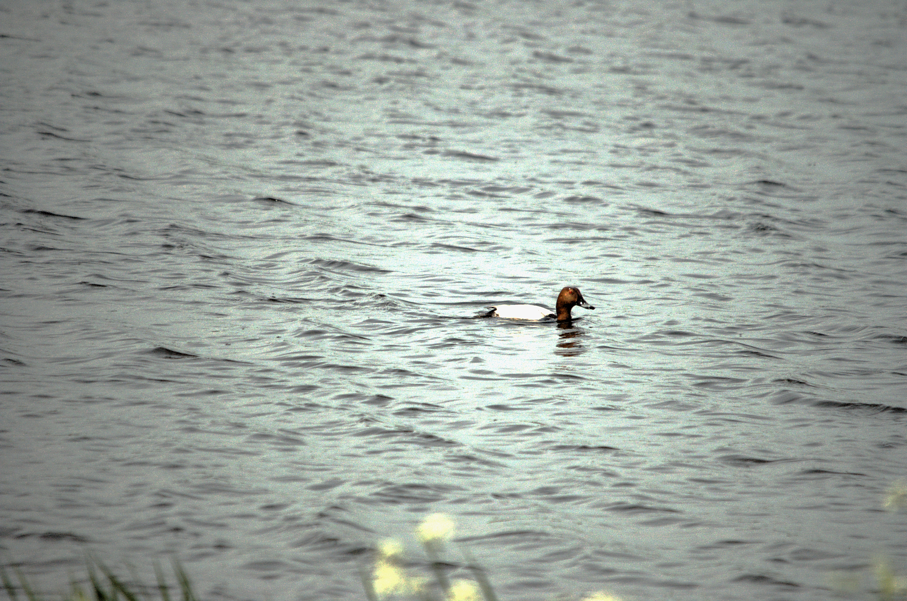 photos/wildlife/Bird_Species/029-Swans-Geese-Typical_ducks/0556-Pochard/dsc_2227.jpg