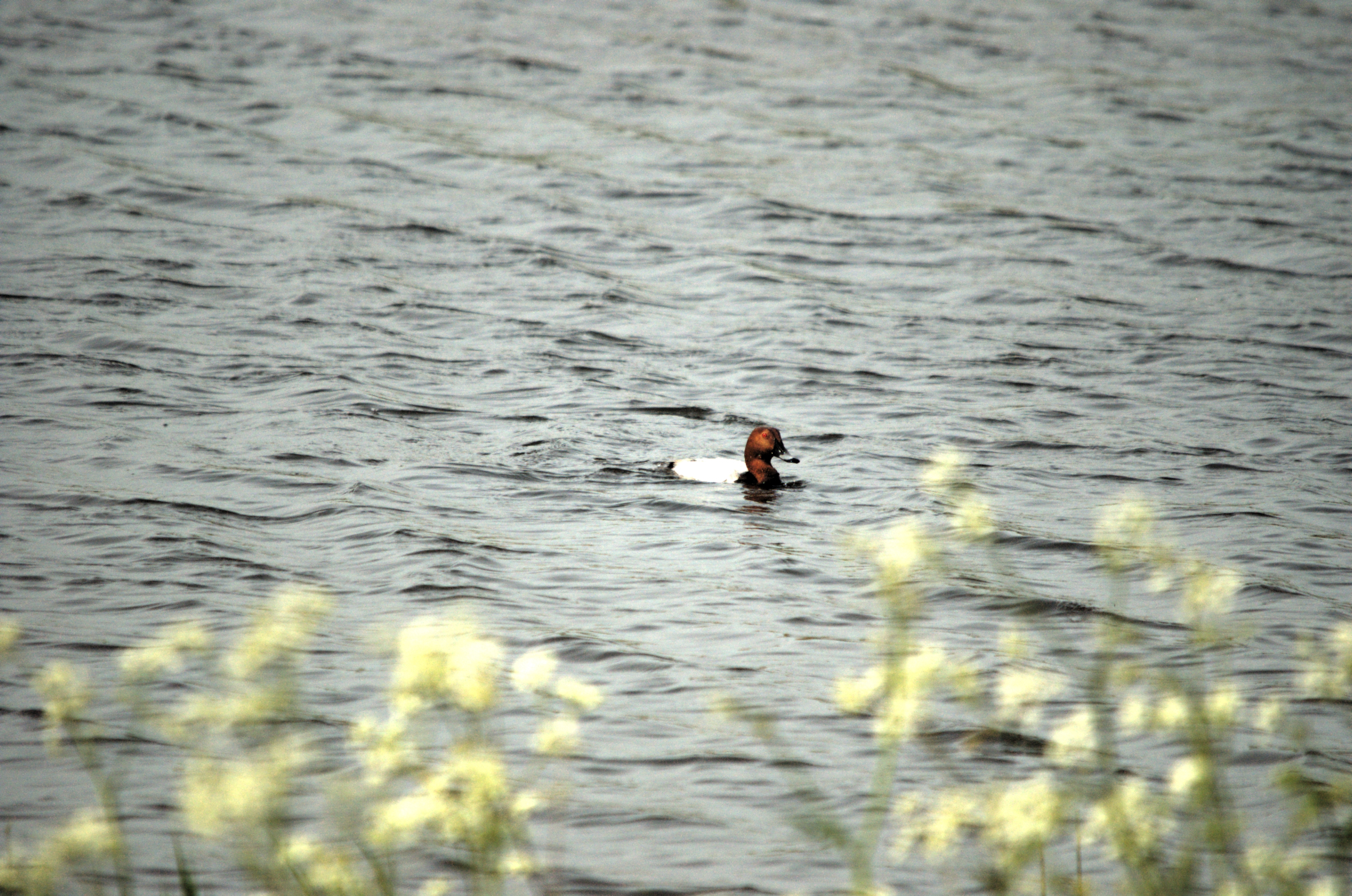 photos/wildlife/Bird_Species/029-Swans-Geese-Typical_ducks/0556-Pochard/dsc_2229.jpg