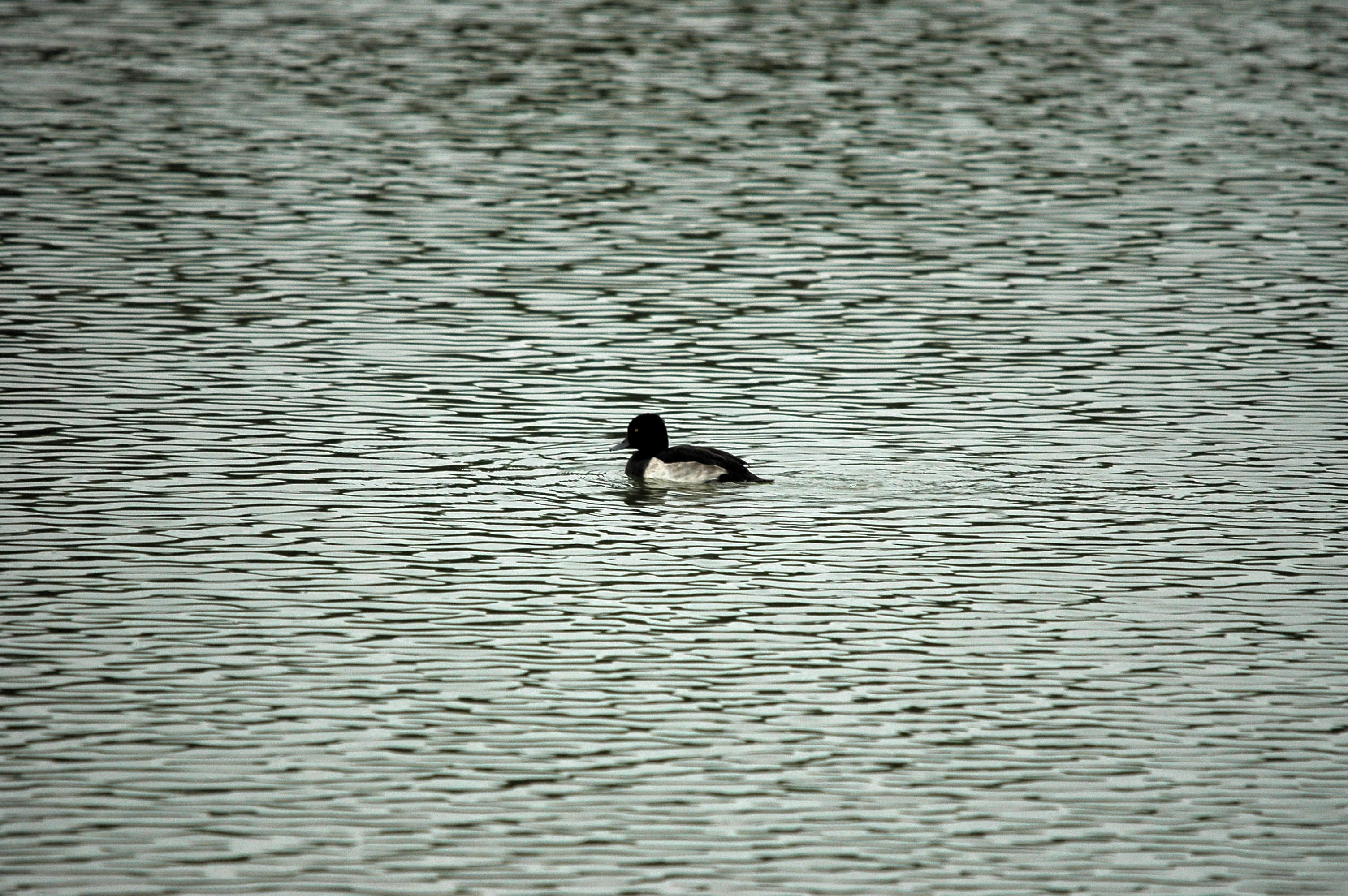photos/wildlife/Bird_Species/029-Swans-Geese-Typical_ducks/0564-Tufted_Duck/DSC_3282.JPG