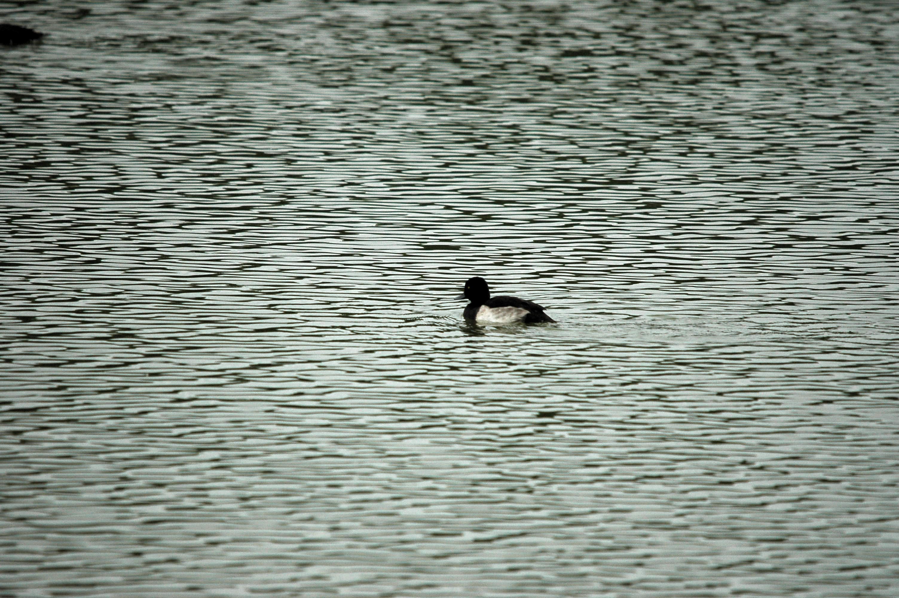 photos/wildlife/Bird_Species/029-Swans-Geese-Typical_ducks/0564-Tufted_Duck/DSC_3284.JPG