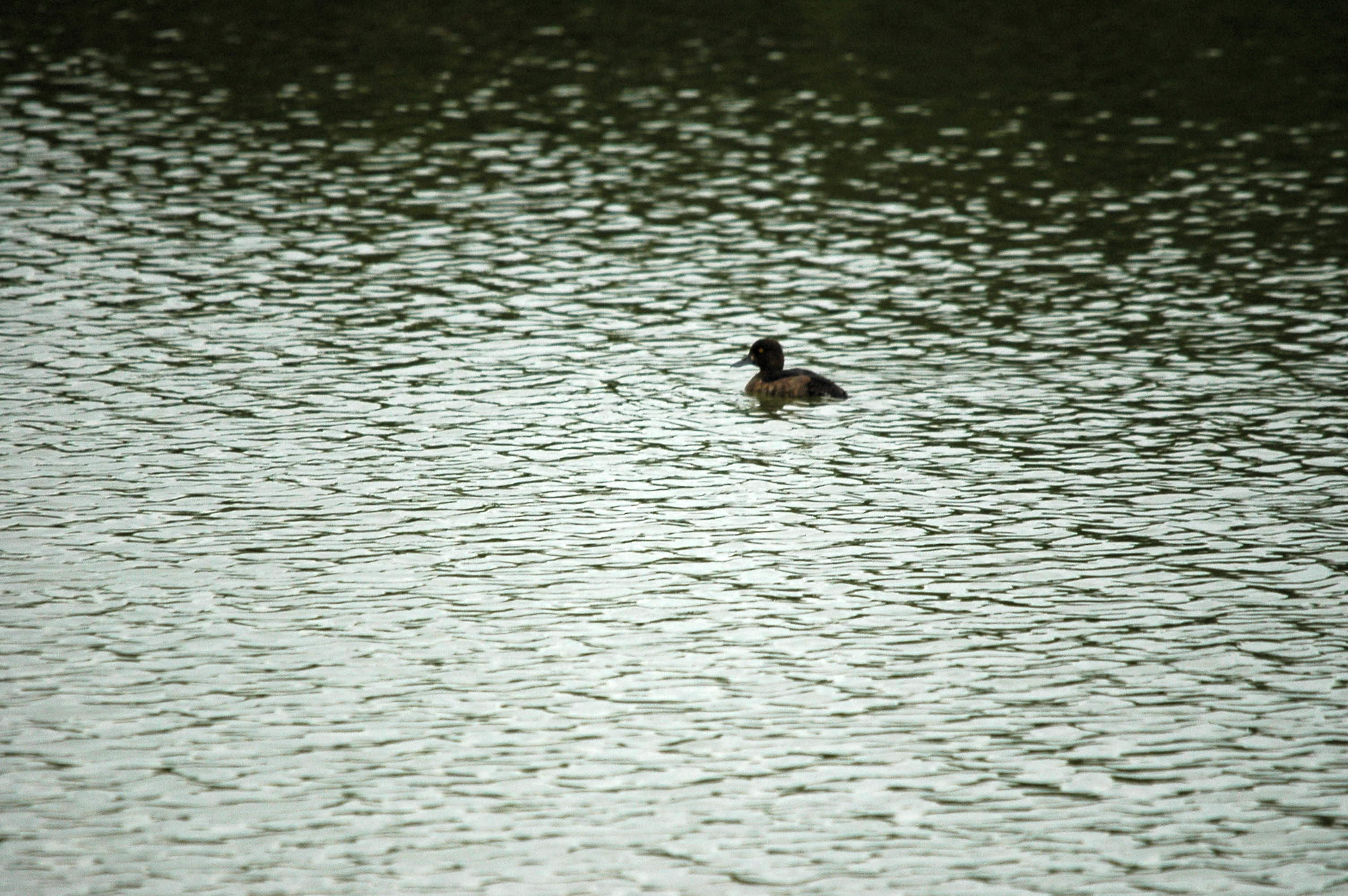 photos/wildlife/Bird_Species/029-Swans-Geese-Typical_ducks/0564-Tufted_Duck/DSC_3288.JPG