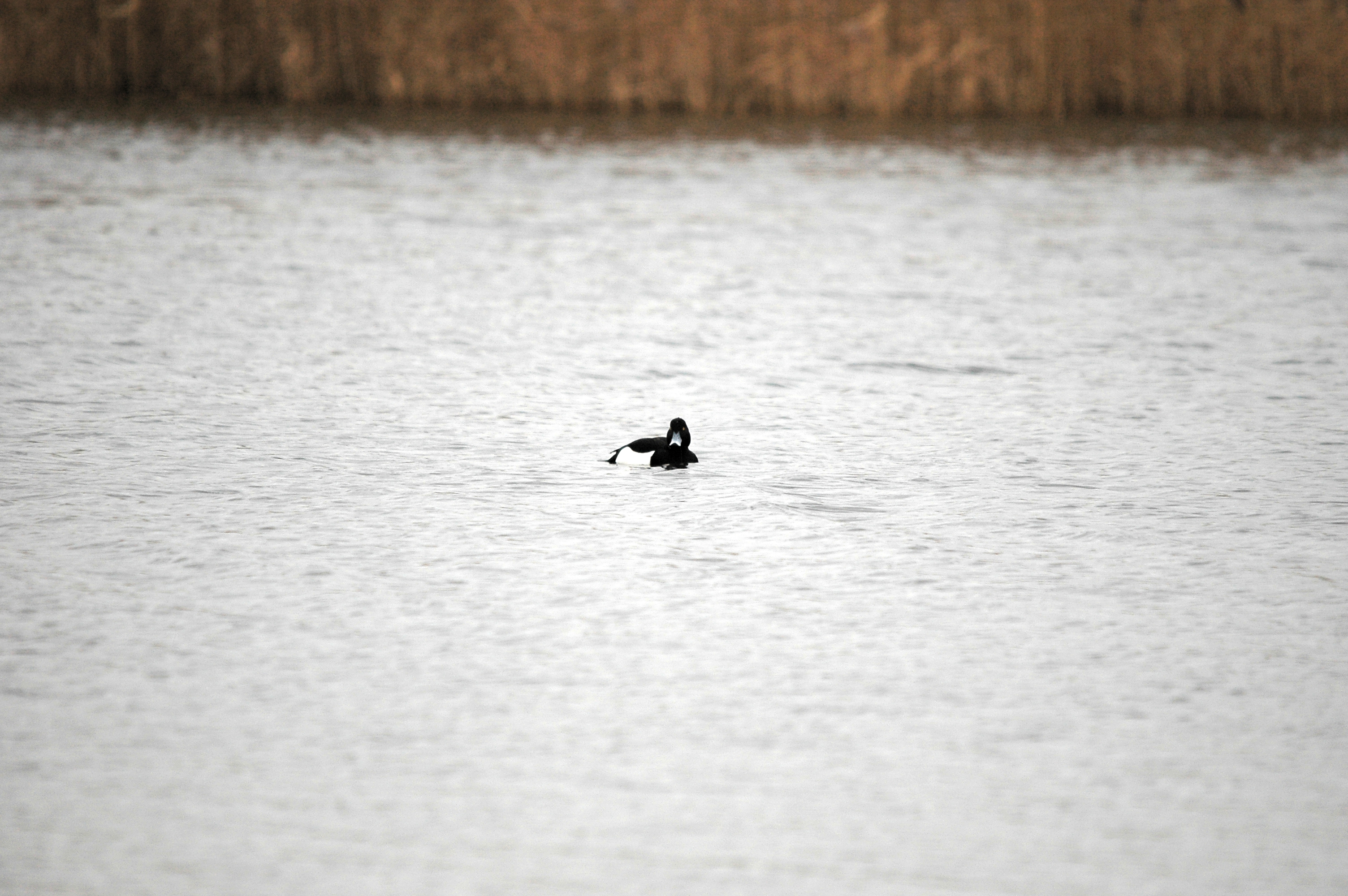 photos/wildlife/Bird_Species/029-Swans-Geese-Typical_ducks/0564-Tufted_Duck/DSC_4630.JPG