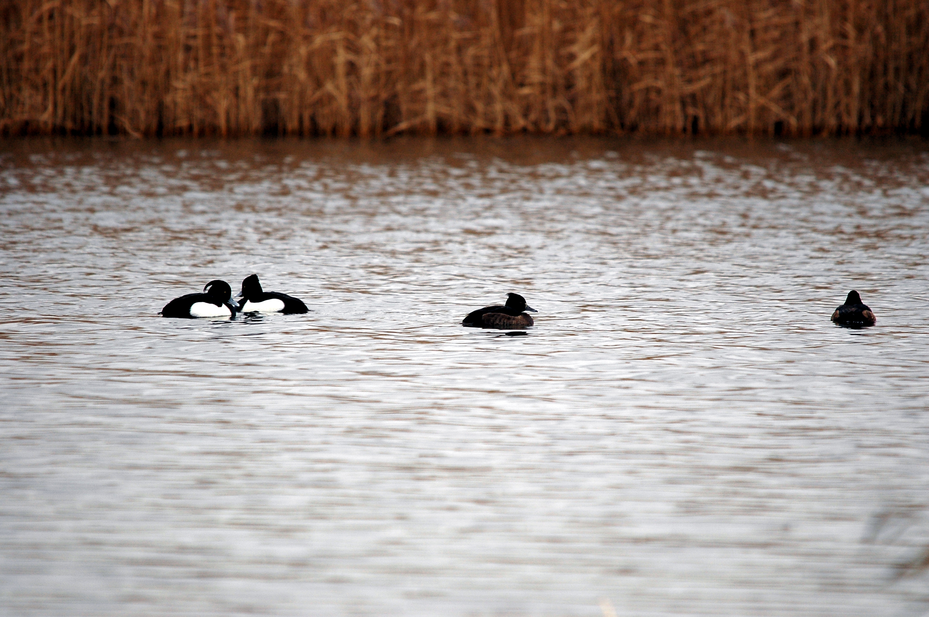 photos/wildlife/Bird_Species/029-Swans-Geese-Typical_ducks/0564-Tufted_Duck/DSC_4632.JPG