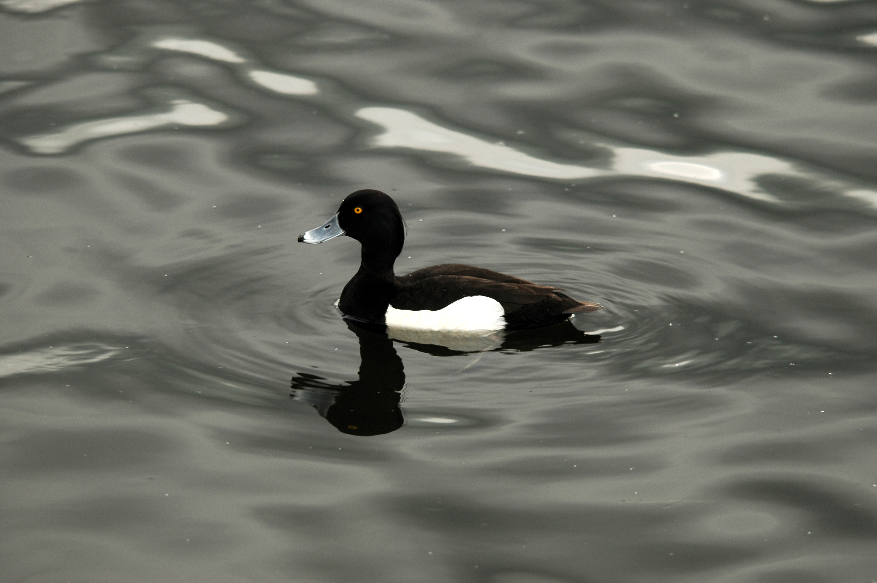 photos/wildlife/Bird_Species/029-Swans-Geese-Typical_ducks/0564-Tufted_Duck/DSC_5619.JPG