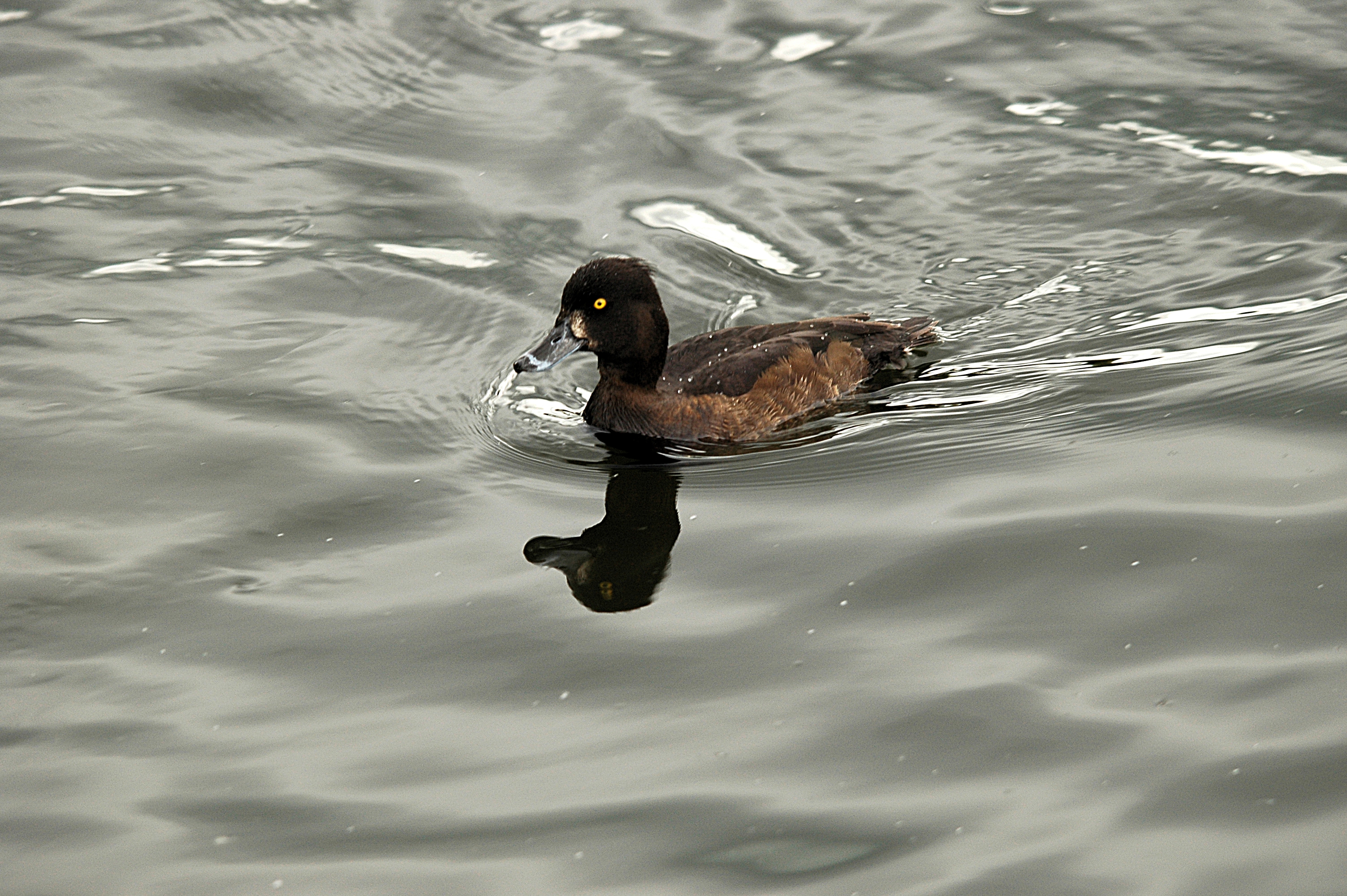 photos/wildlife/Bird_Species/029-Swans-Geese-Typical_ducks/0564-Tufted_Duck/DSC_5621.JPG