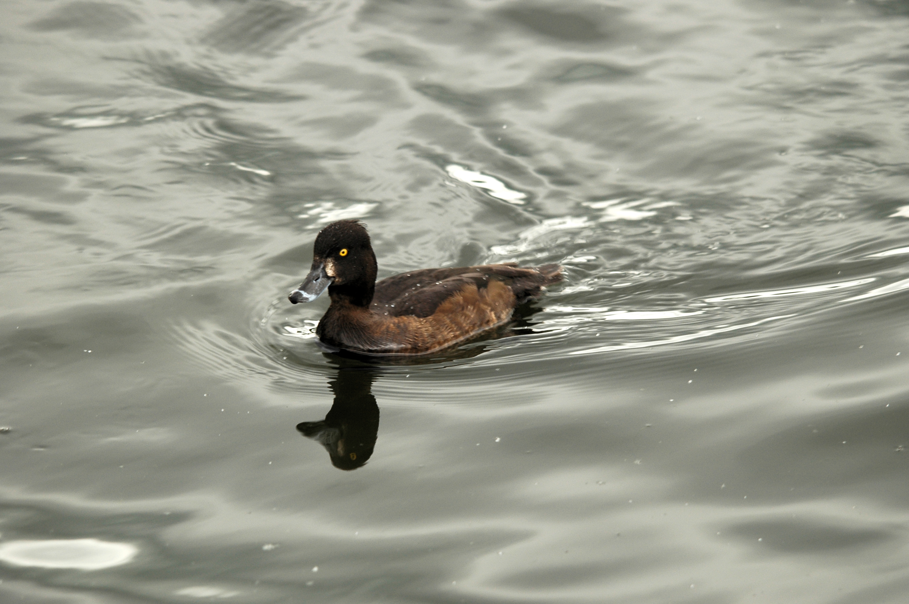 photos/wildlife/Bird_Species/029-Swans-Geese-Typical_ducks/0564-Tufted_Duck/DSC_5622.JPG