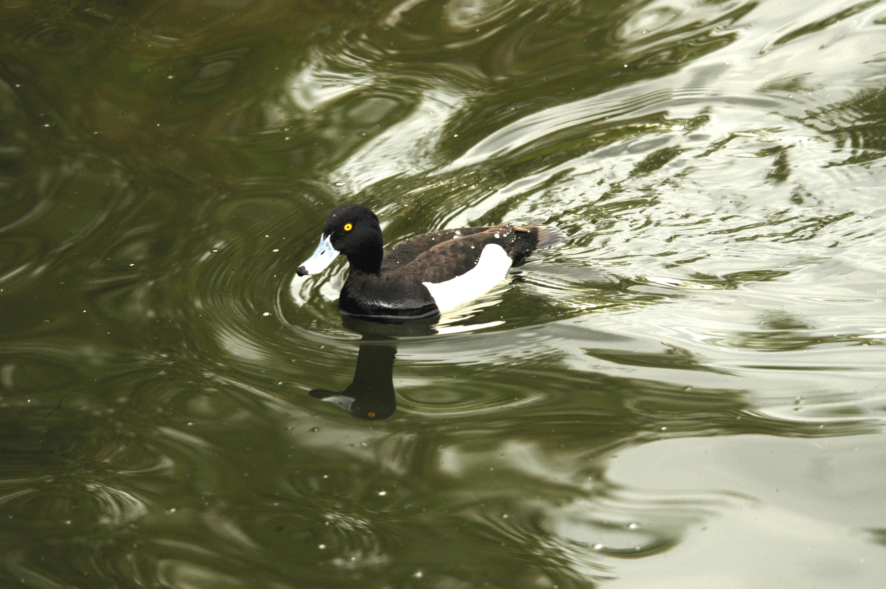 photos/wildlife/Bird_Species/029-Swans-Geese-Typical_ducks/0564-Tufted_Duck/DSC_5623.JPG