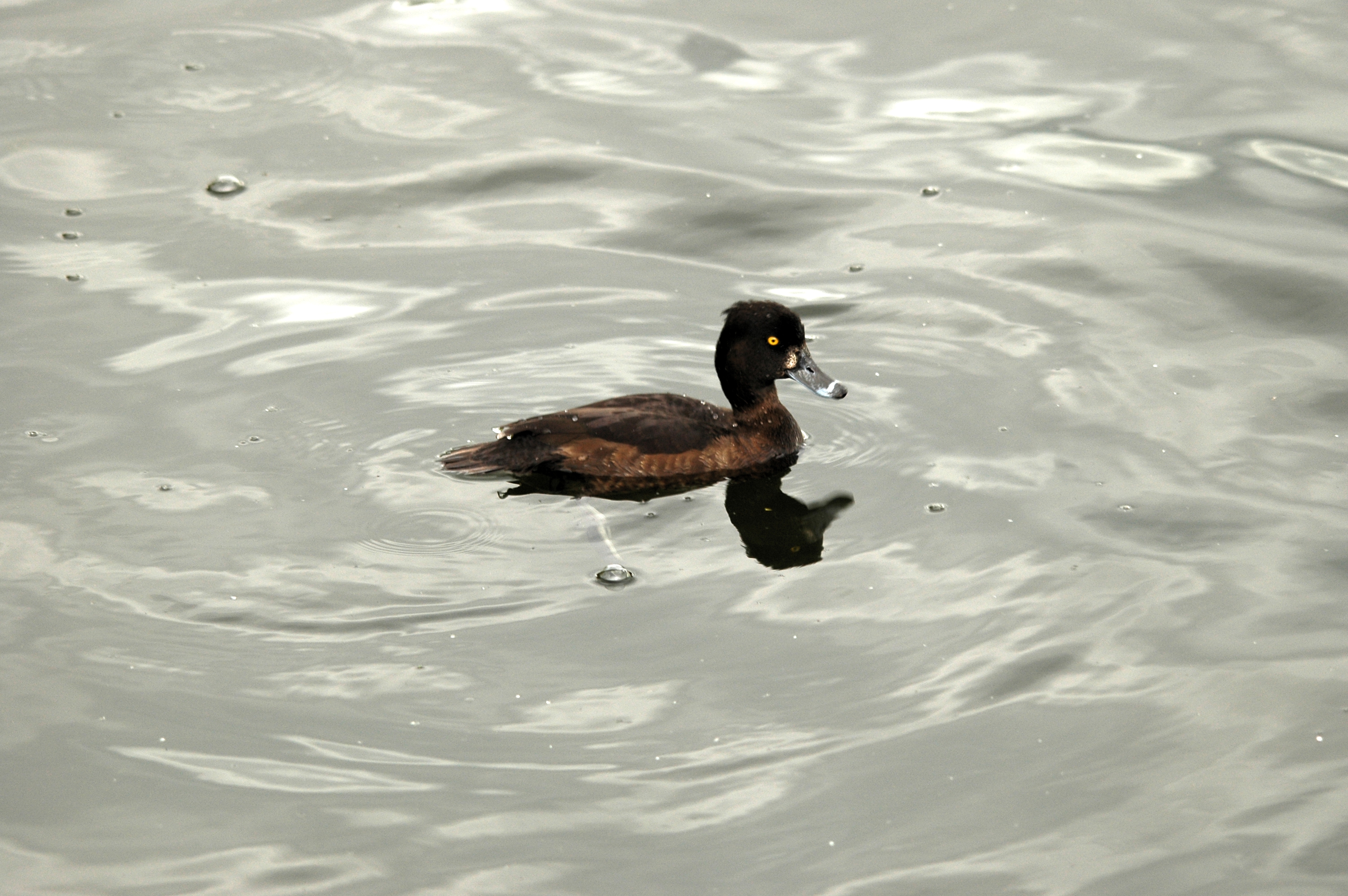 photos/wildlife/Bird_Species/029-Swans-Geese-Typical_ducks/0564-Tufted_Duck/DSC_5624.JPG