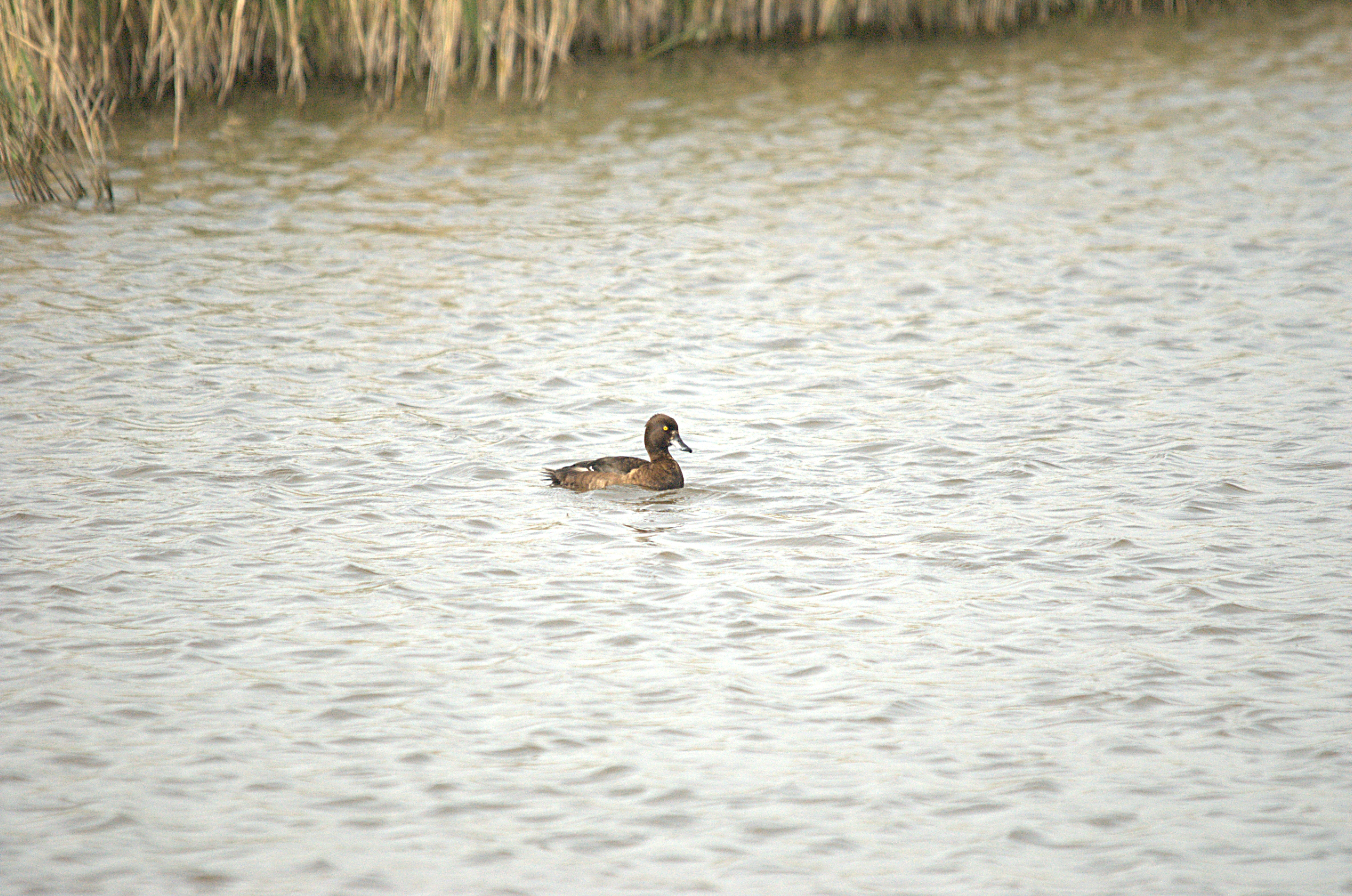 photos/wildlife/Bird_Species/029-Swans-Geese-Typical_ducks/0564-Tufted_Duck/dsc_2217.jpg
