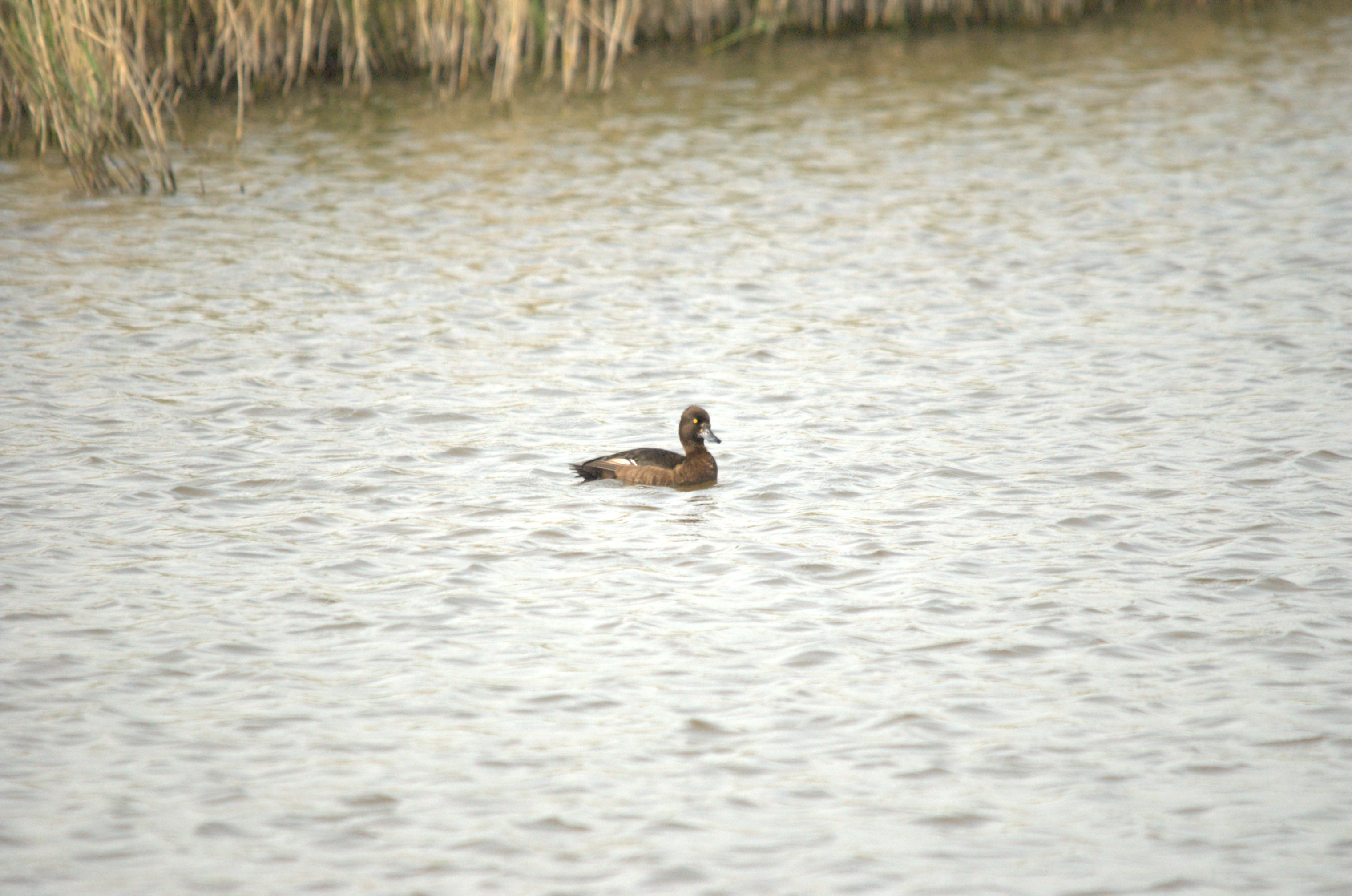 photos/wildlife/Bird_Species/029-Swans-Geese-Typical_ducks/0564-Tufted_Duck/dsc_2218.jpg