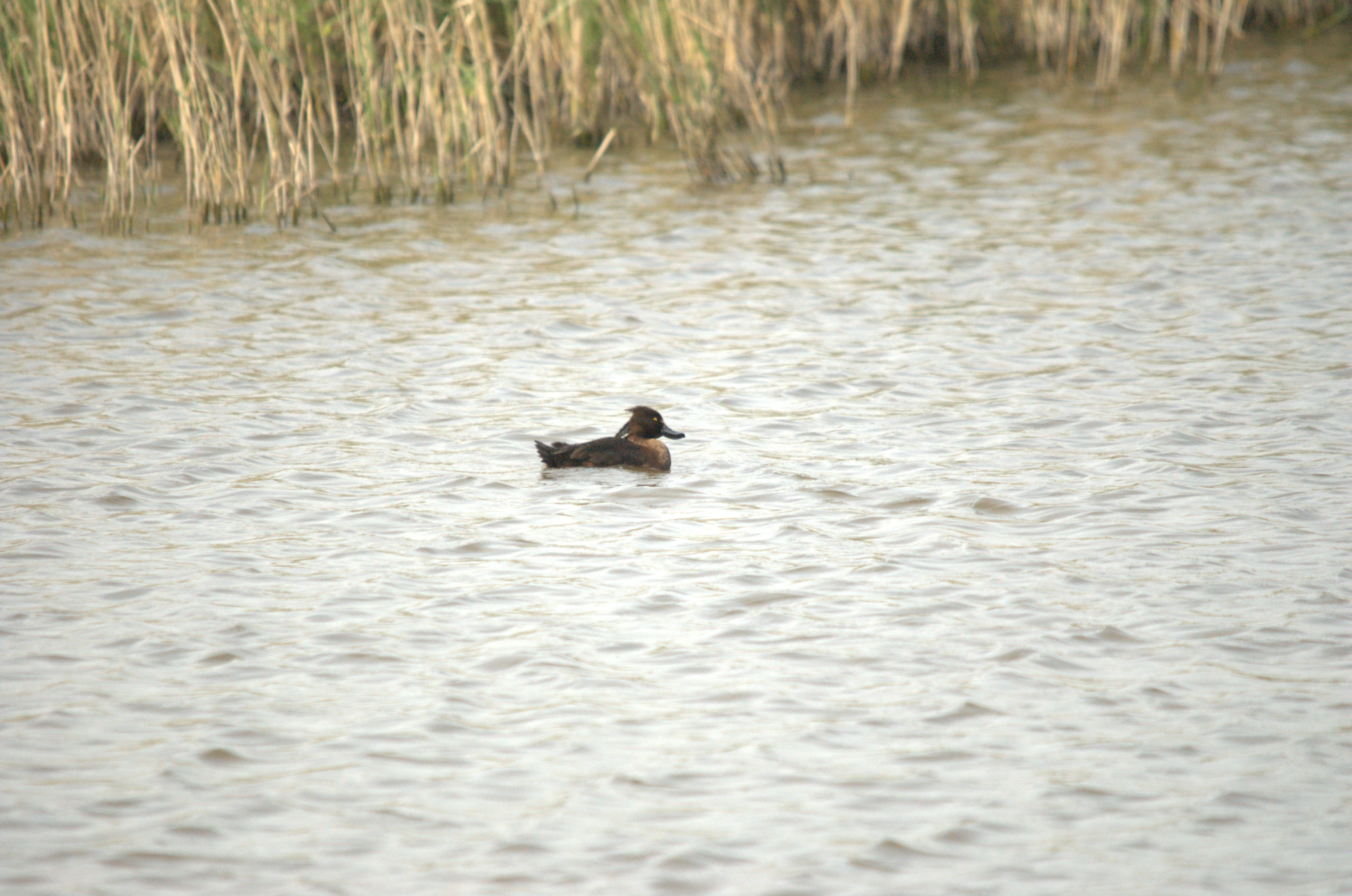 photos/wildlife/Bird_Species/029-Swans-Geese-Typical_ducks/0564-Tufted_Duck/dsc_2219.jpg