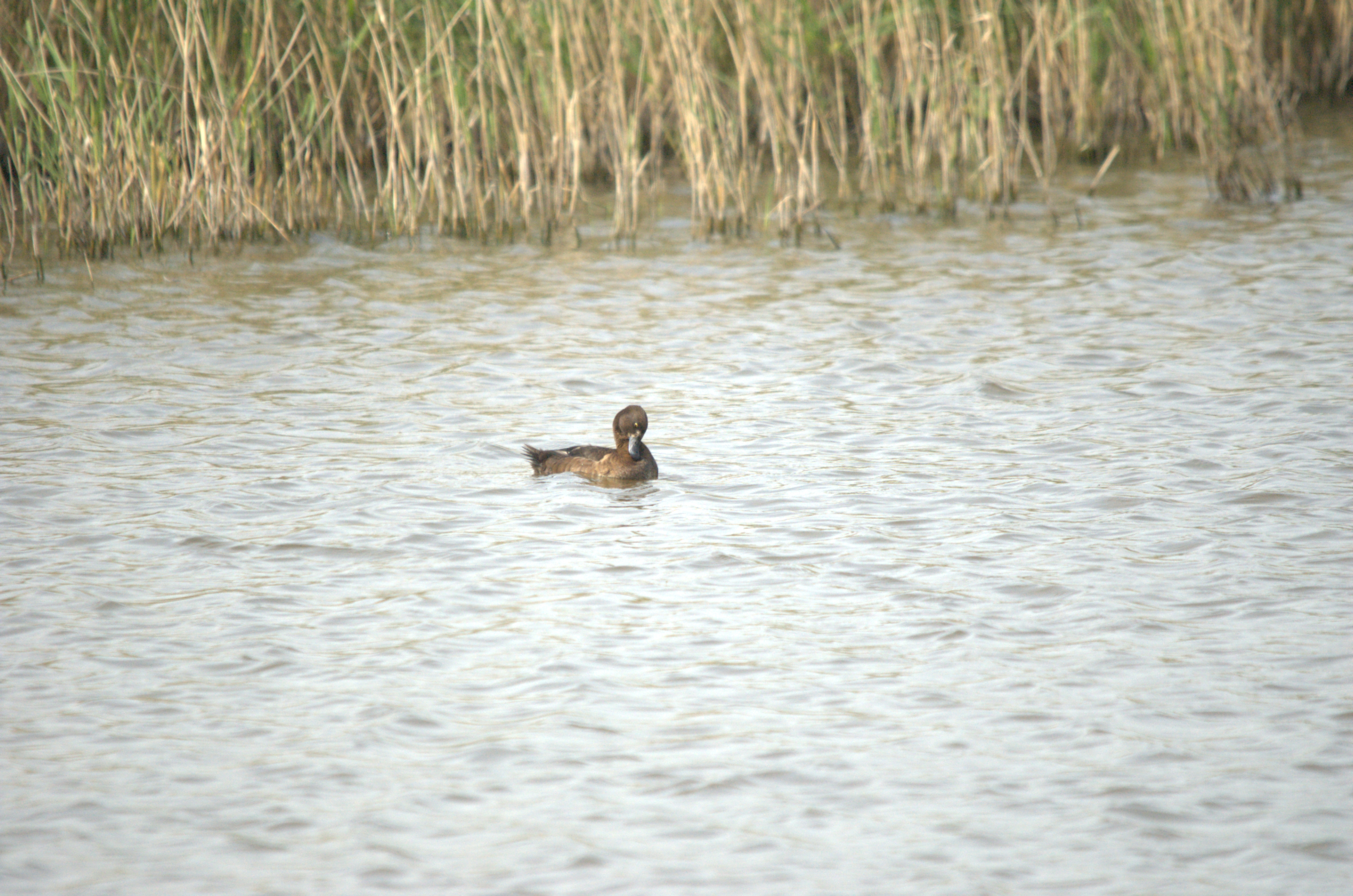 photos/wildlife/Bird_Species/029-Swans-Geese-Typical_ducks/0564-Tufted_Duck/dsc_2220.jpg