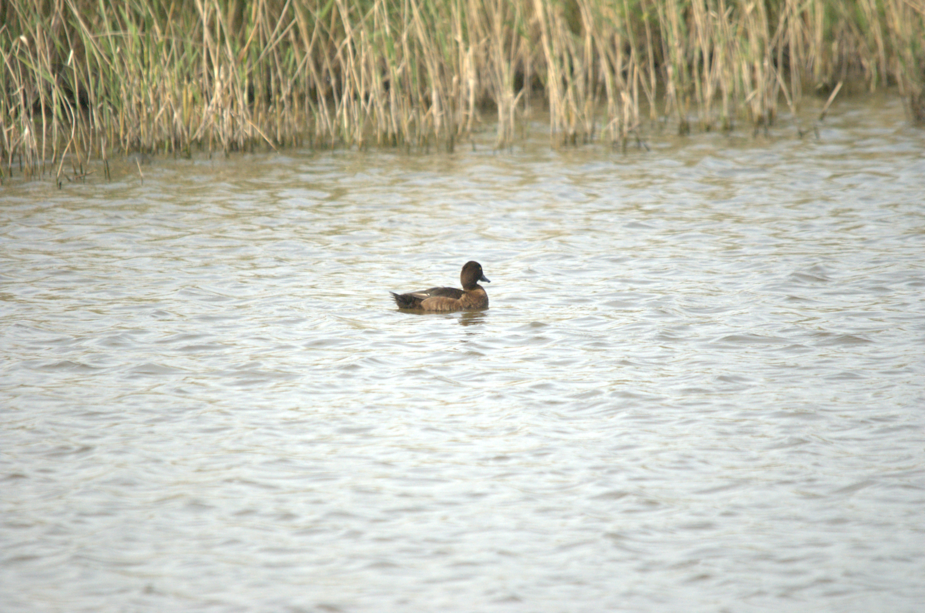 photos/wildlife/Bird_Species/029-Swans-Geese-Typical_ducks/0564-Tufted_Duck/dsc_2221.jpg