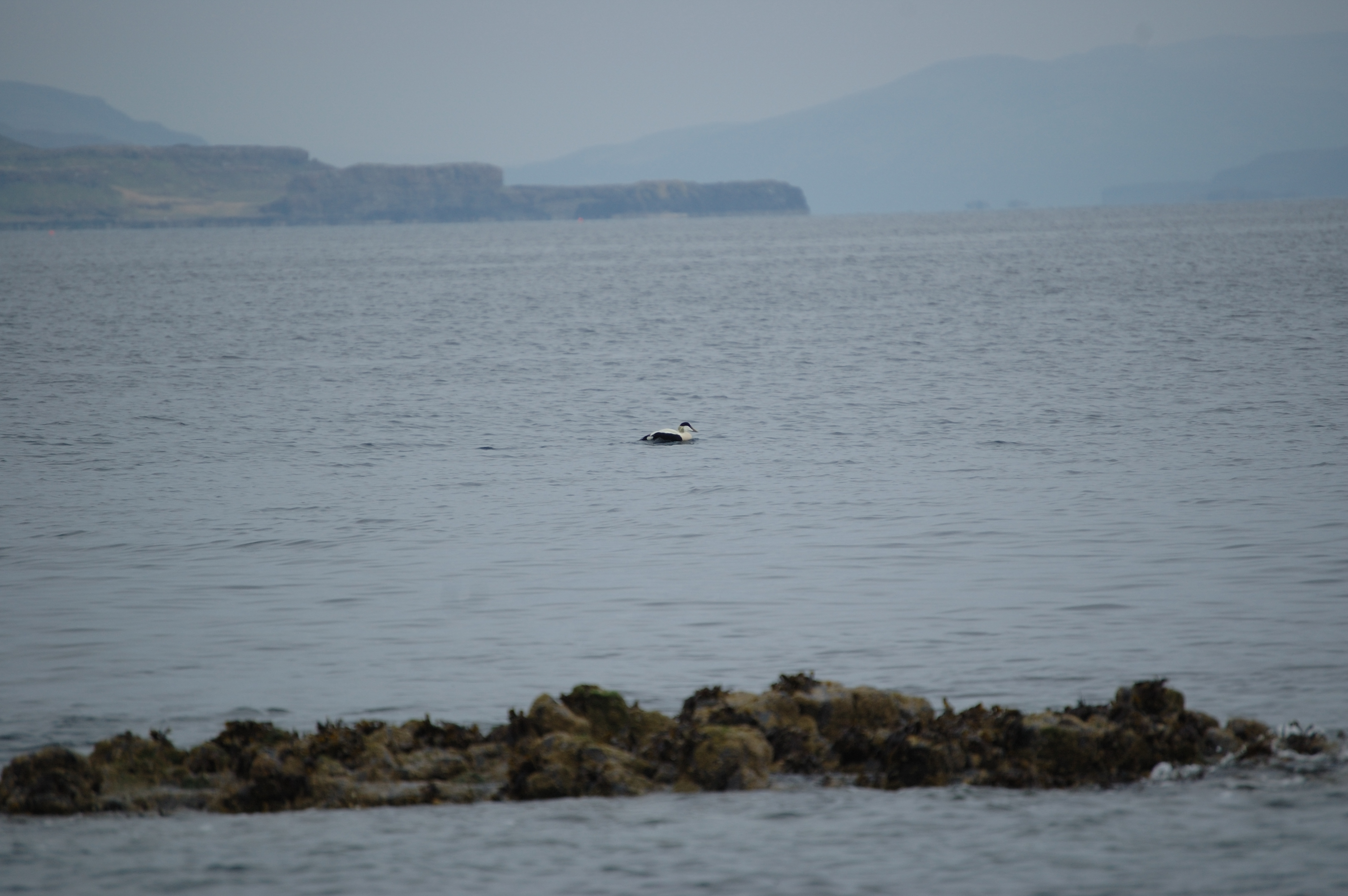 photos/wildlife/Bird_Species/029-Swans-Geese-Typical_ducks/0567-Common_Eider/20080515-Staffa-01.jpg
