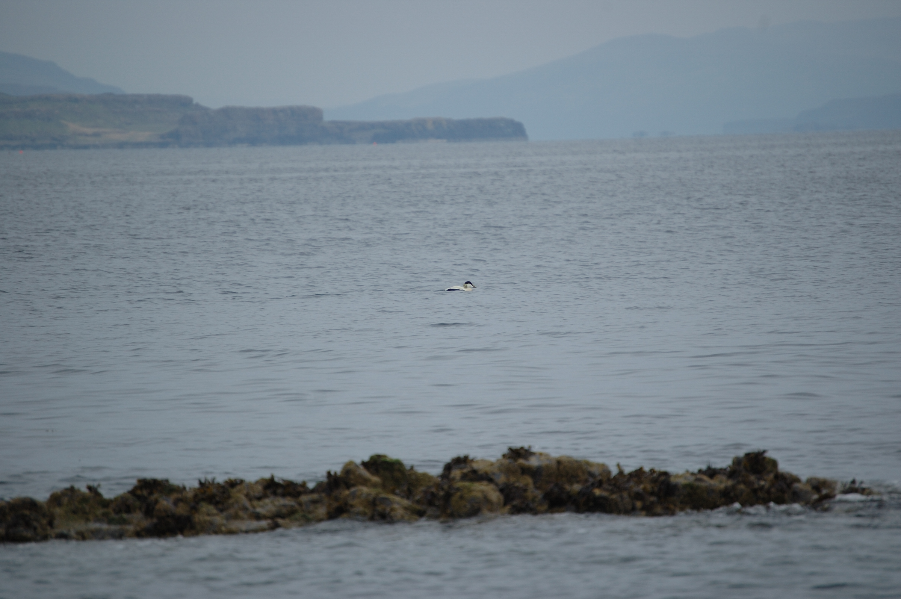 photos/wildlife/Bird_Species/029-Swans-Geese-Typical_ducks/0567-Common_Eider/20080515-Staffa-02.jpg