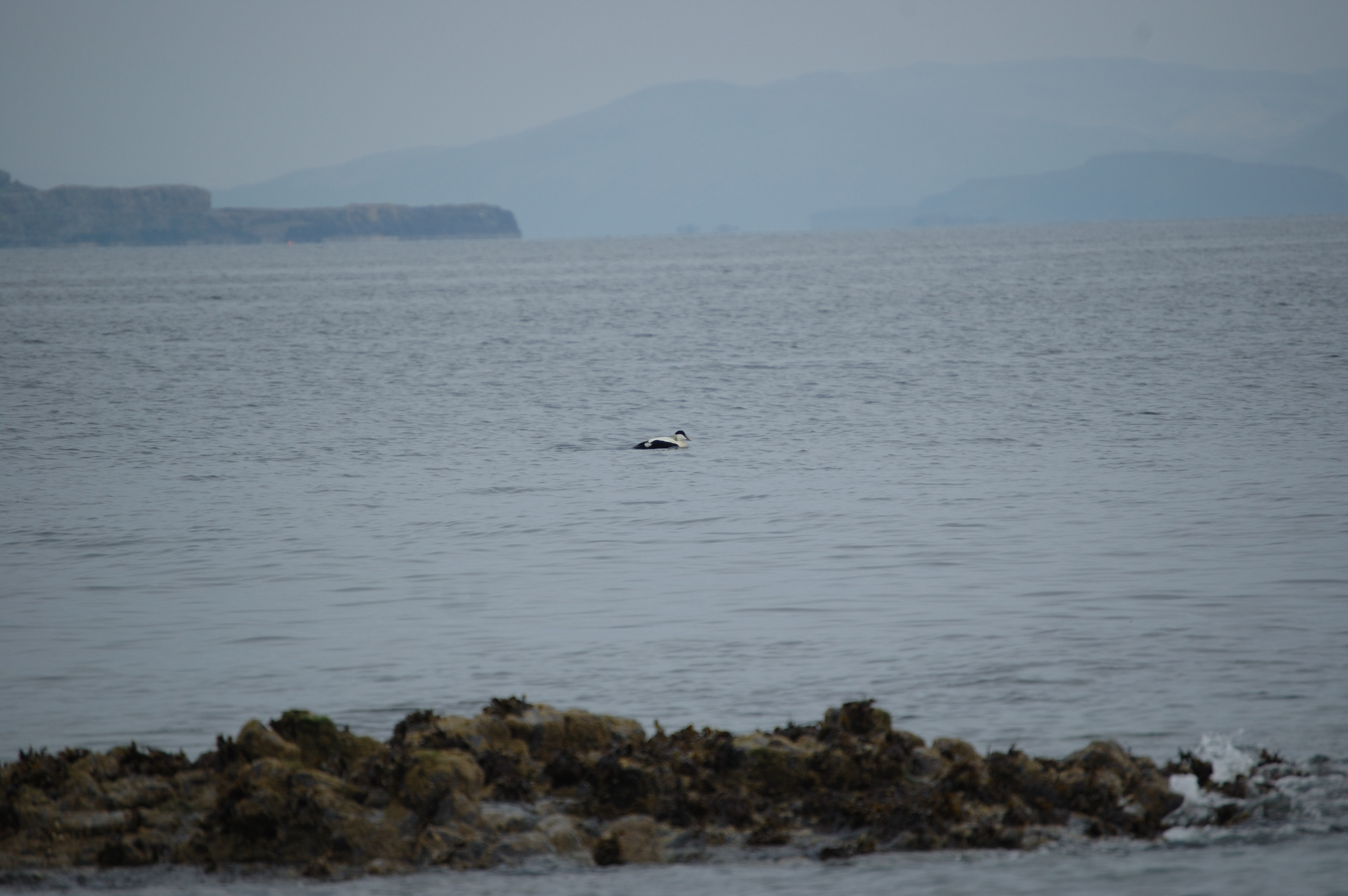 photos/wildlife/Bird_Species/029-Swans-Geese-Typical_ducks/0567-Common_Eider/20080515-Staffa-03.jpg