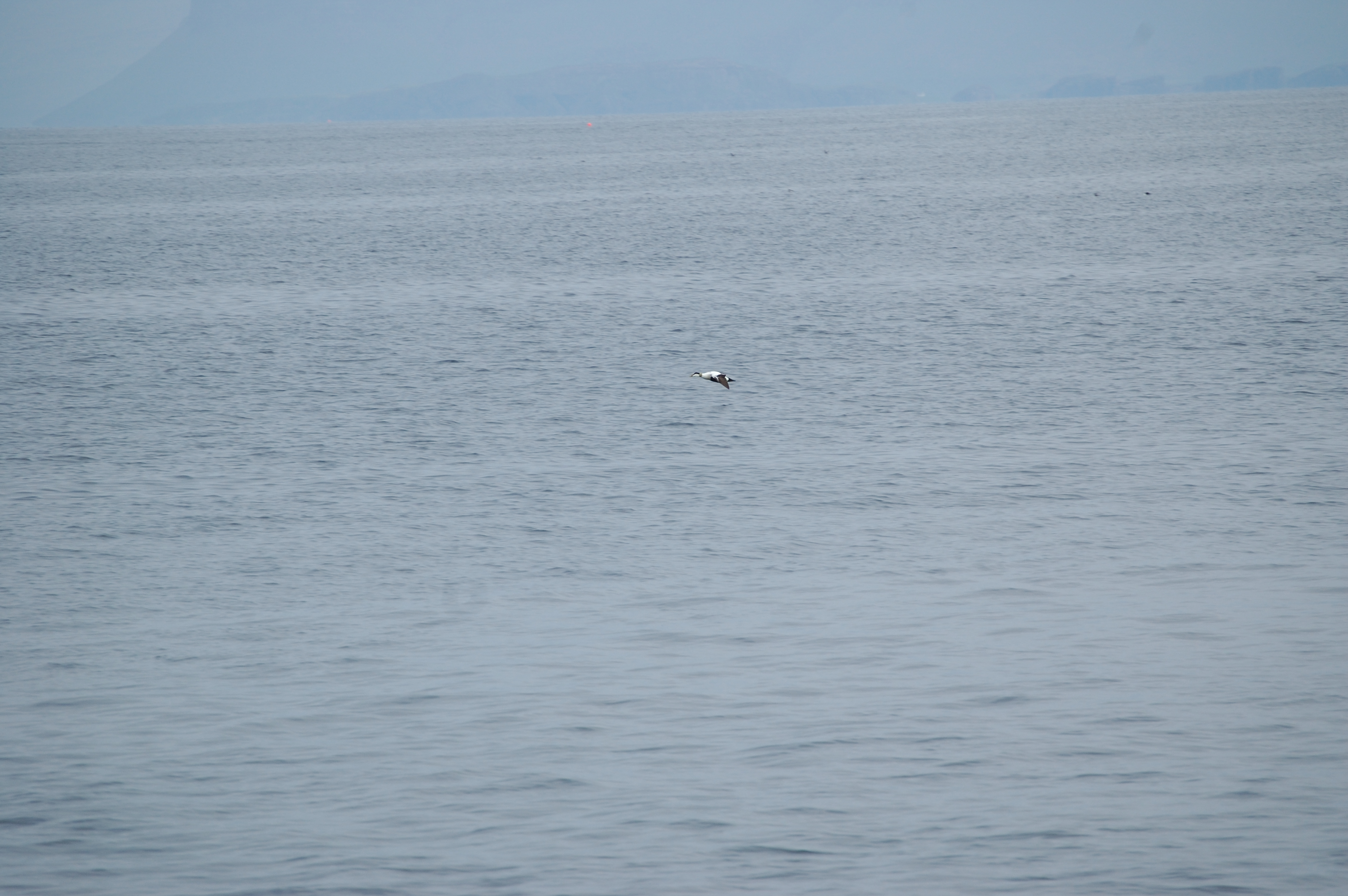photos/wildlife/Bird_Species/029-Swans-Geese-Typical_ducks/0567-Common_Eider/20080515-Staffa-04.jpg