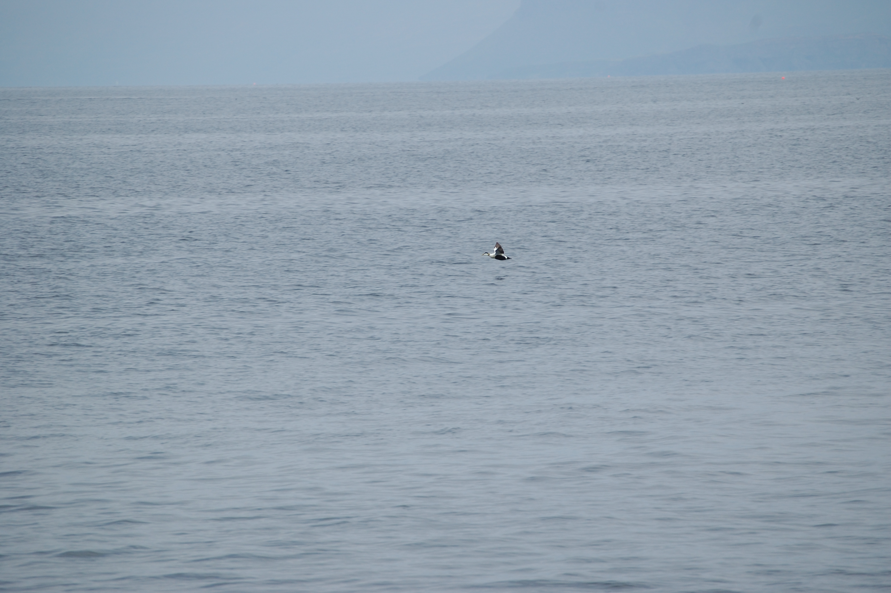photos/wildlife/Bird_Species/029-Swans-Geese-Typical_ducks/0567-Common_Eider/20080515-Staffa-05.jpg