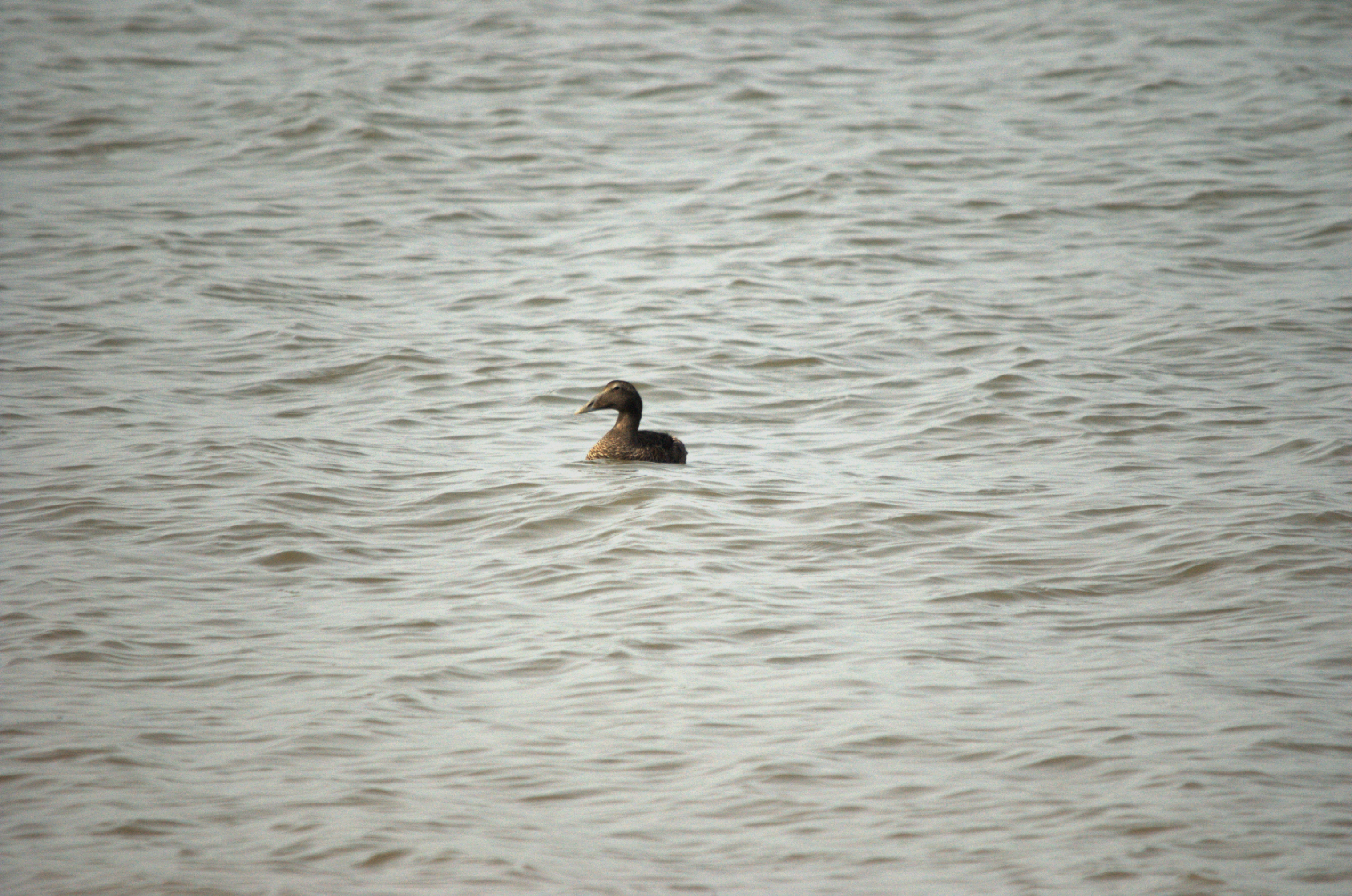 photos/wildlife/Bird_Species/029-Swans-Geese-Typical_ducks/0567-Common_Eider/dsc_3382.jpg