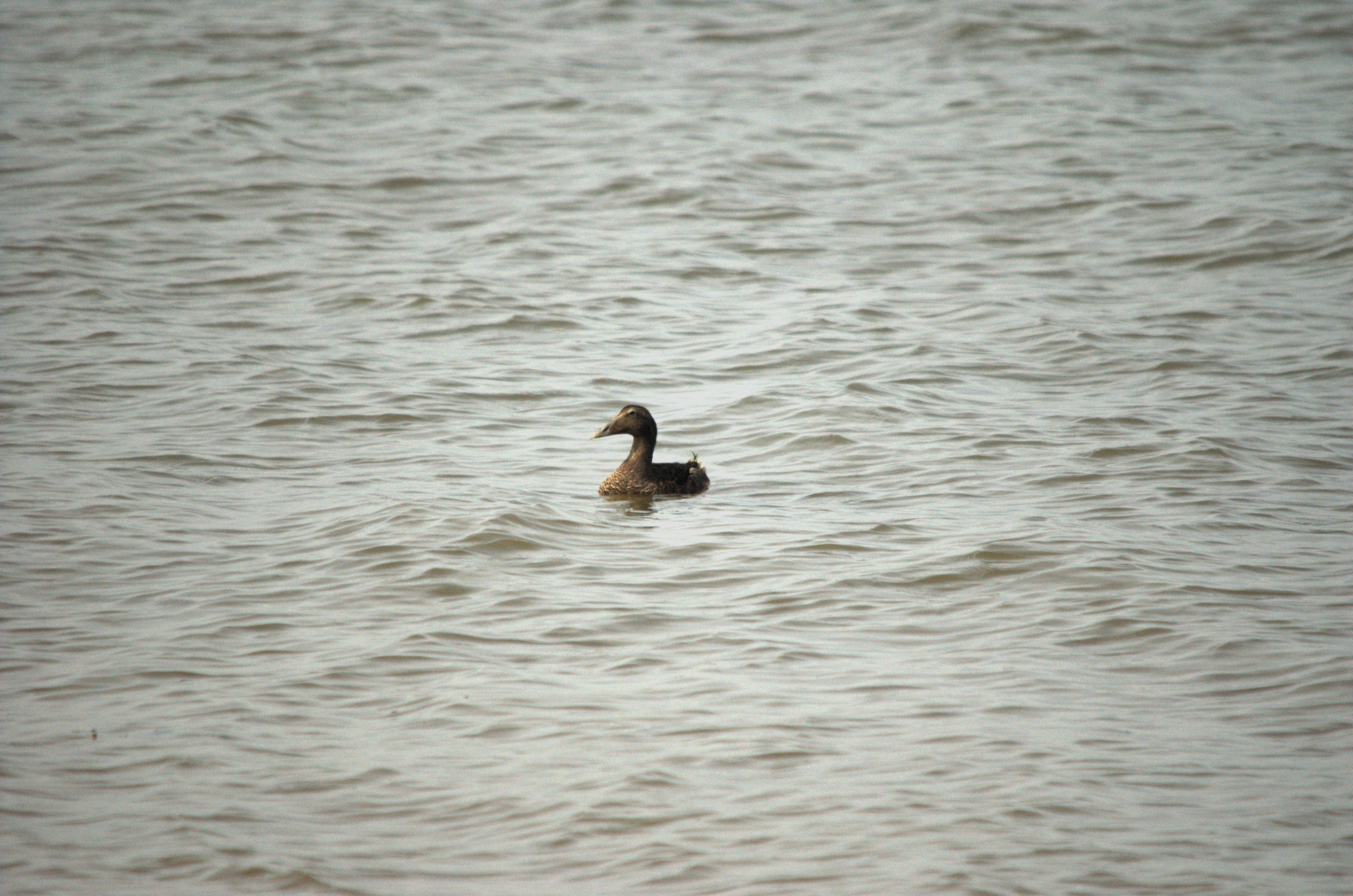 photos/wildlife/Bird_Species/029-Swans-Geese-Typical_ducks/0567-Common_Eider/dsc_3383.jpg