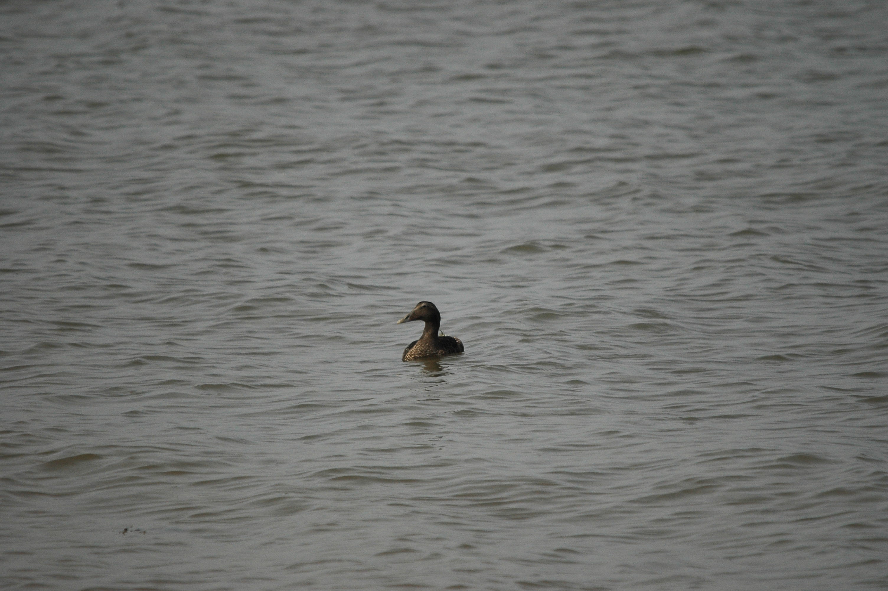 photos/wildlife/Bird_Species/029-Swans-Geese-Typical_ducks/0567-Common_Eider/dsc_3384.jpg
