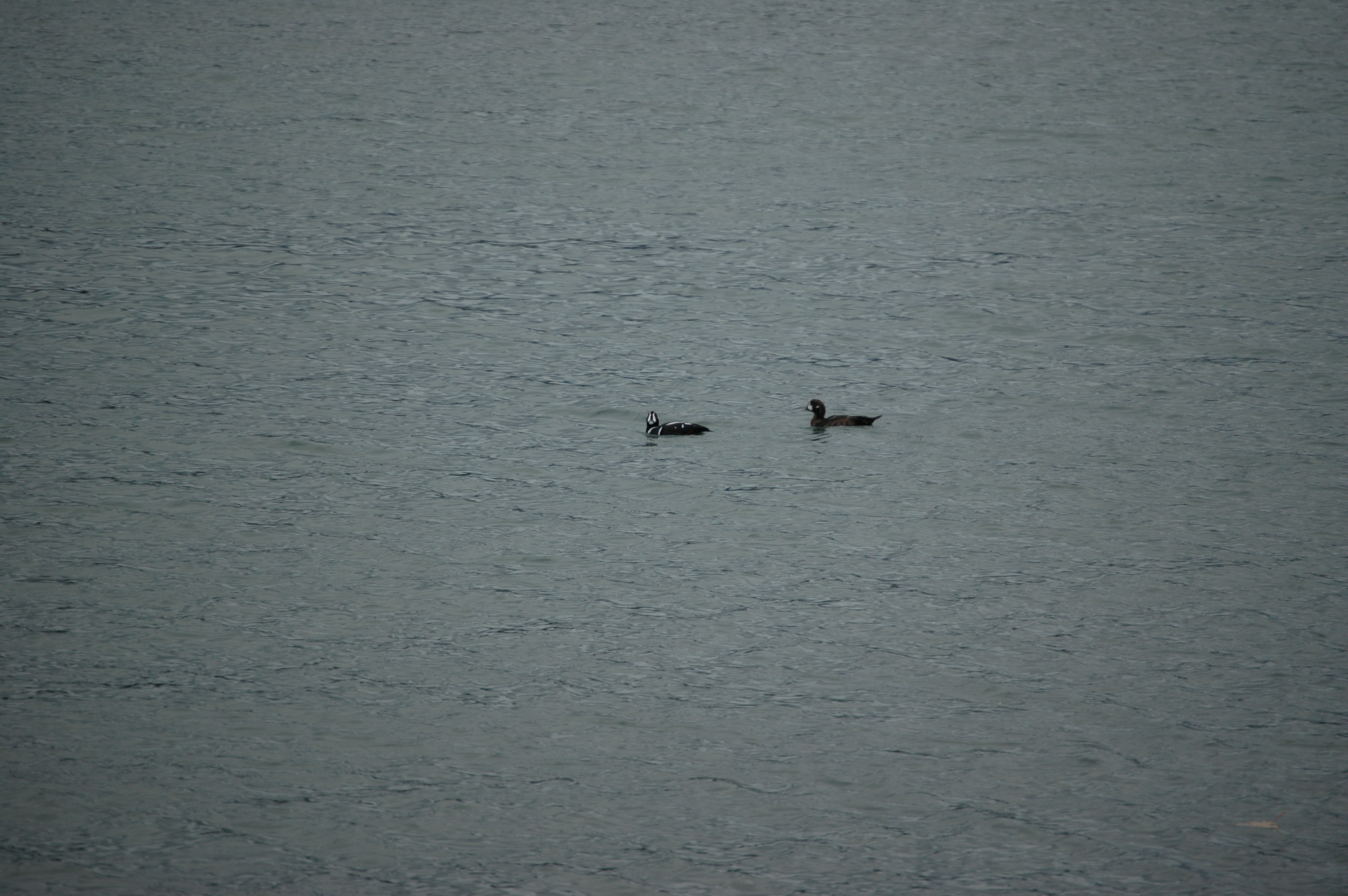 photos/wildlife/Bird_Species/029-Swans-Geese-Typical_ducks/0572-Harlequin_Duck/20070921-Canada-02.jpg